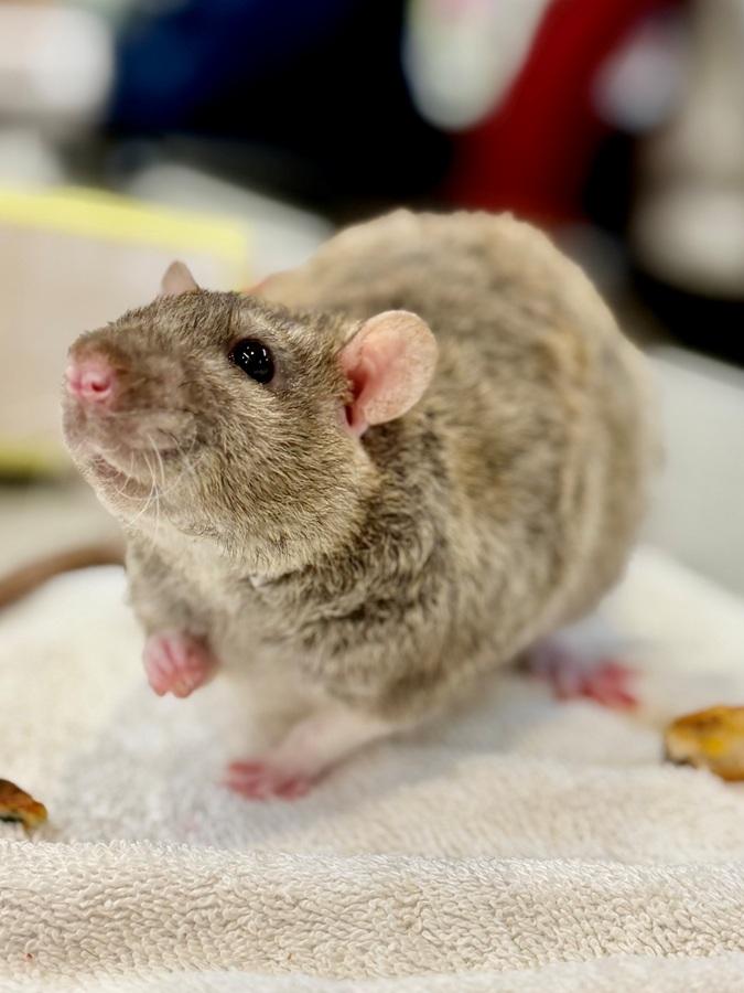Enlarge Stilton- 52393, a ADOPTABLE Rat in Columbia, MD image 4/5