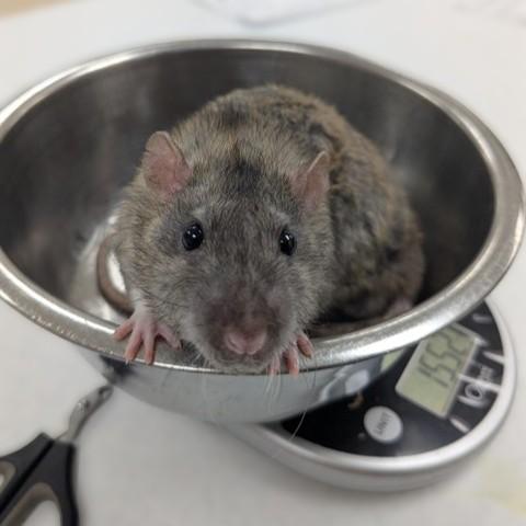 Enlarge Stilton- 52393, a ADOPTABLE Rat in Columbia, MD image 5/5