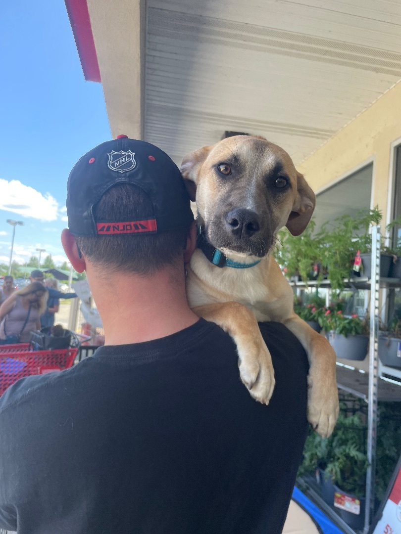 Gypsy , Adopted, Young Female German Shepherd Dog.