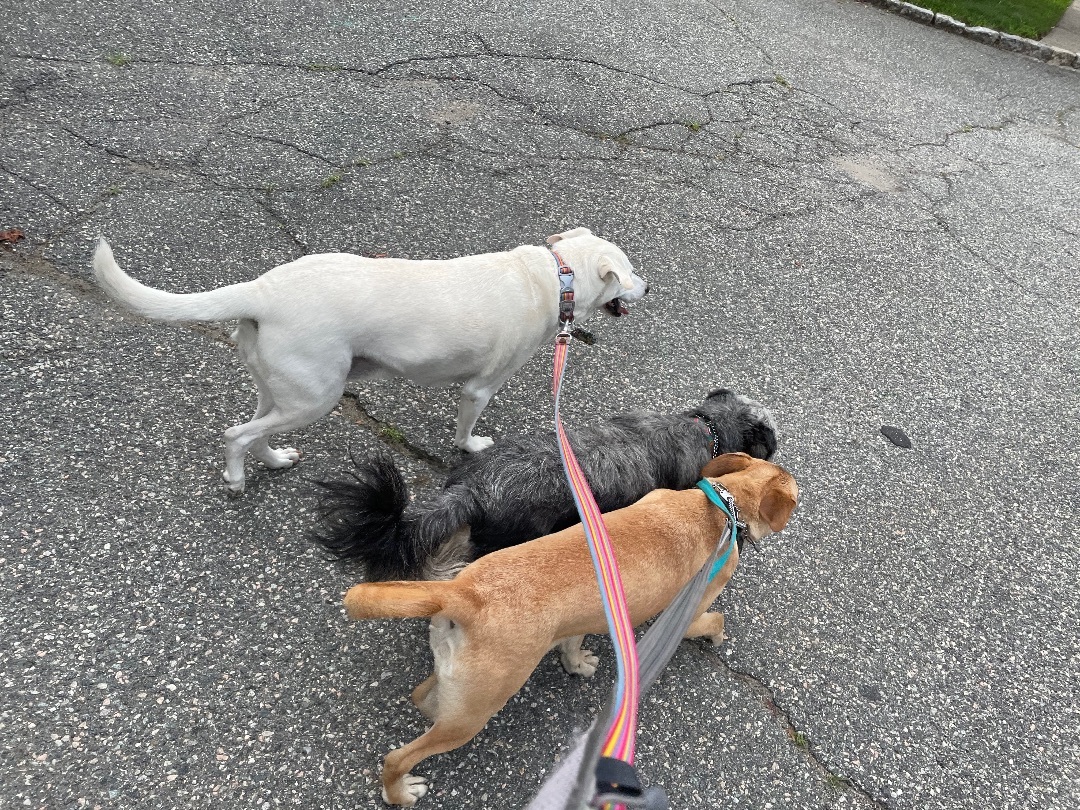 Enlarge Gypsy , a Adopted German Shepherd Dog in Newfoundland, NJ image 2/5