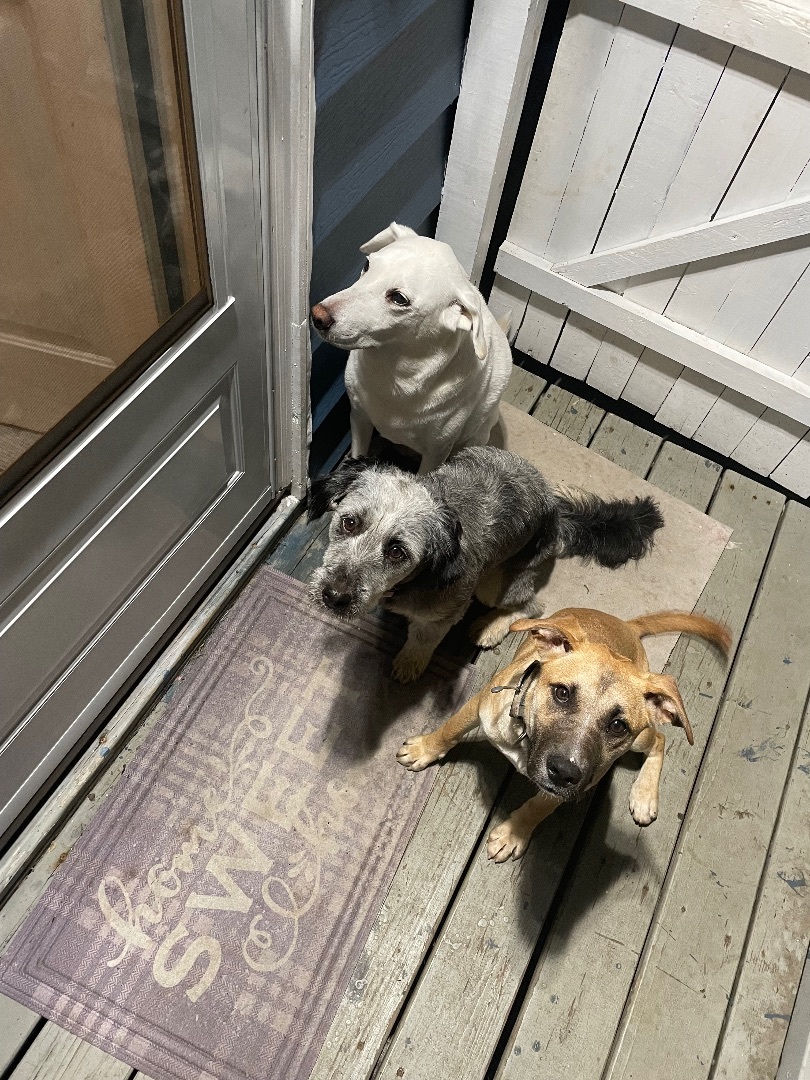 Enlarge Gypsy , a Adopted German Shepherd Dog in Newfoundland, NJ image 3/5