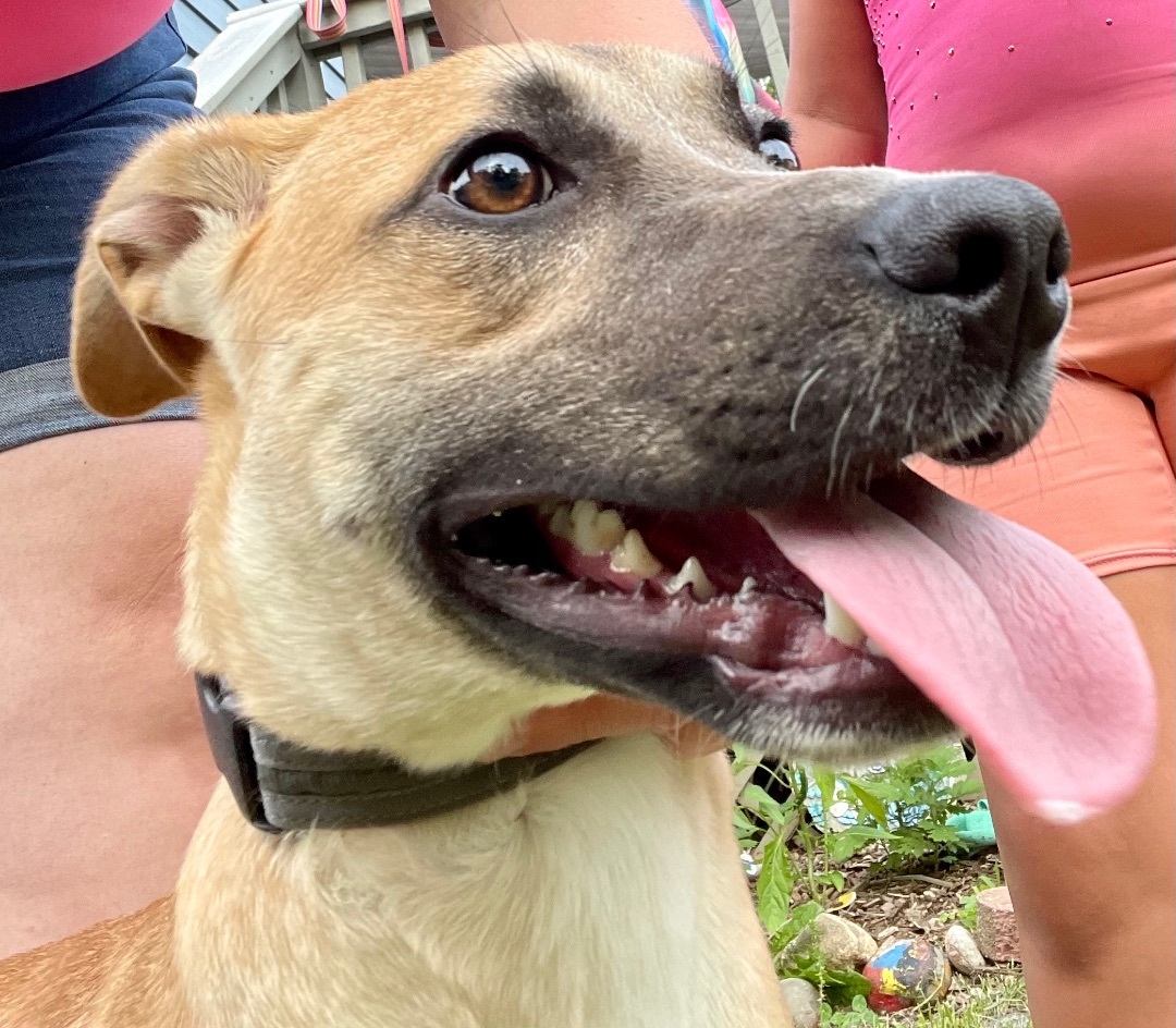 Enlarge Gypsy , a Adopted German Shepherd Dog in Newfoundland, NJ image 4/5
