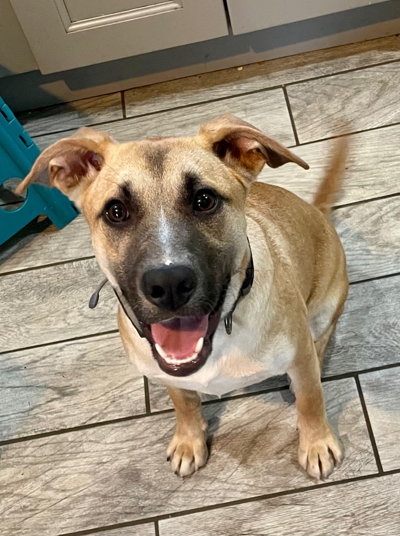 Enlarge Gypsy , a Adopted German Shepherd Dog in Newfoundland, NJ image 5/5