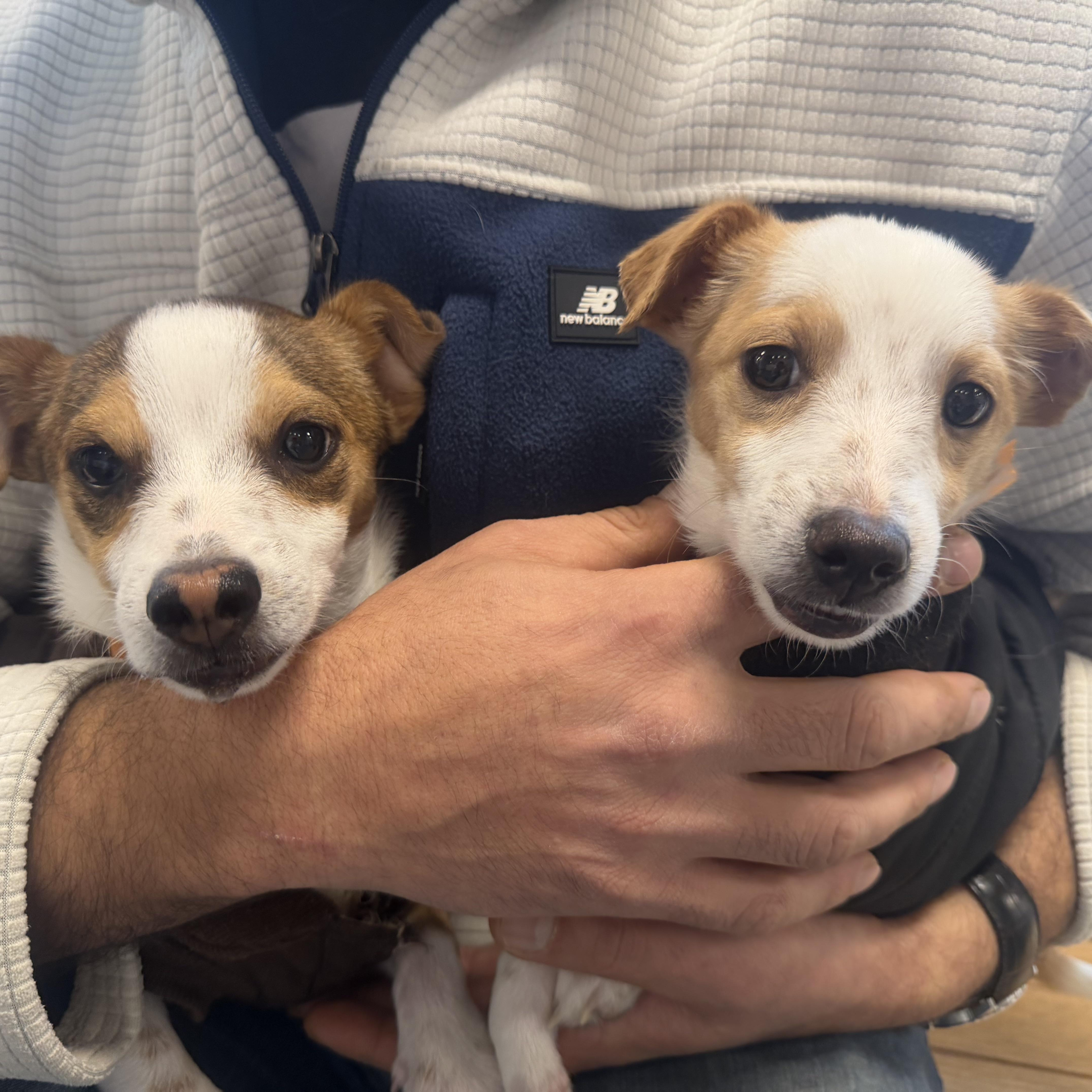 Enlarge Mr. Itty Bitty CJ, a Adoptable mixed breed in Ridgefield, WA image 3/6