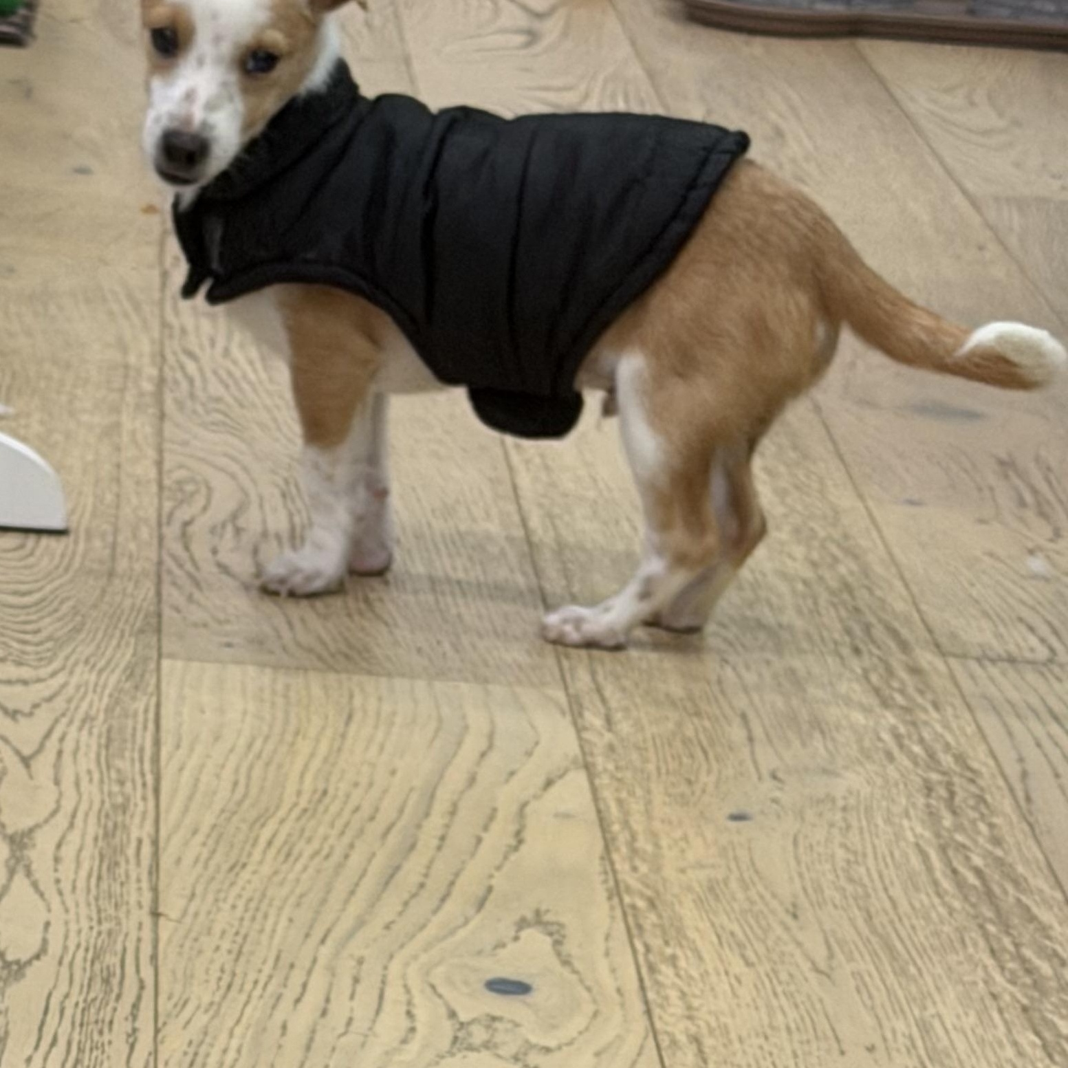 Enlarge Mr. Itty Bitty CJ, a Adoptable mixed breed in Ridgefield, WA image 5/6