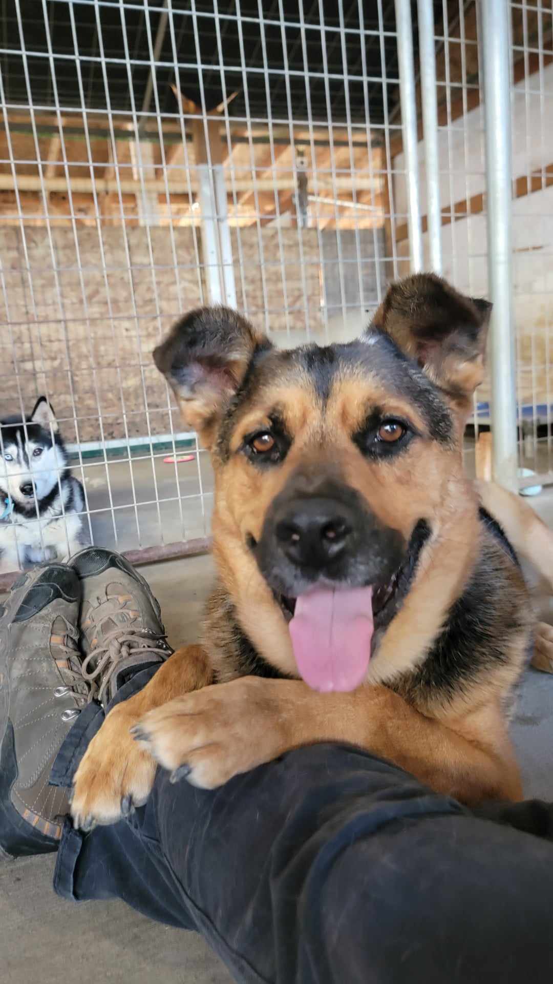 Enlarge Handsome: RIDGE DOG GRADUATE FROM PRISON FACILITY, a Adoptable mixed breed in Othello, WA image 4/6