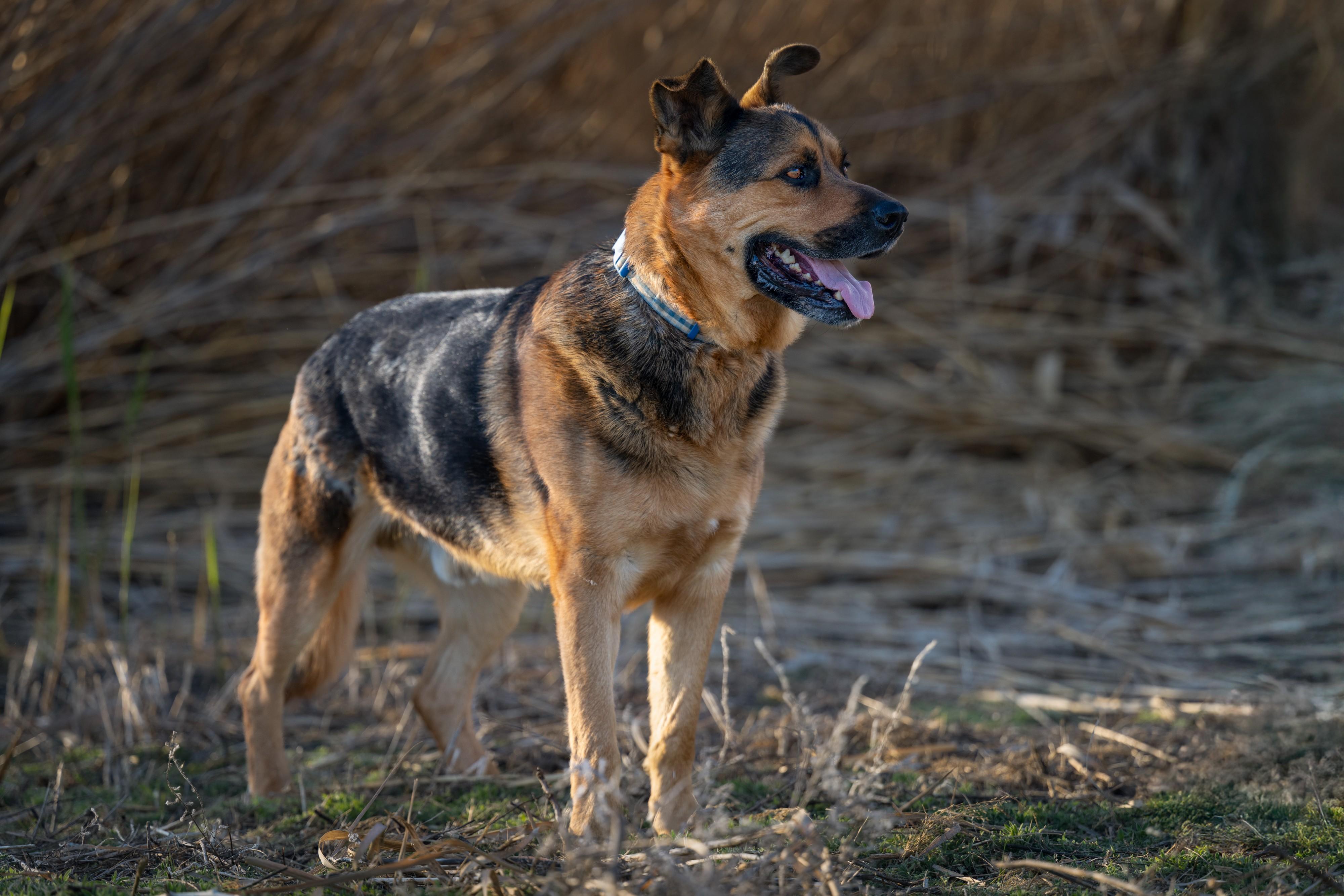 Handsome: RIDGE DOG GRADUATE FROM PRISON FACILITY