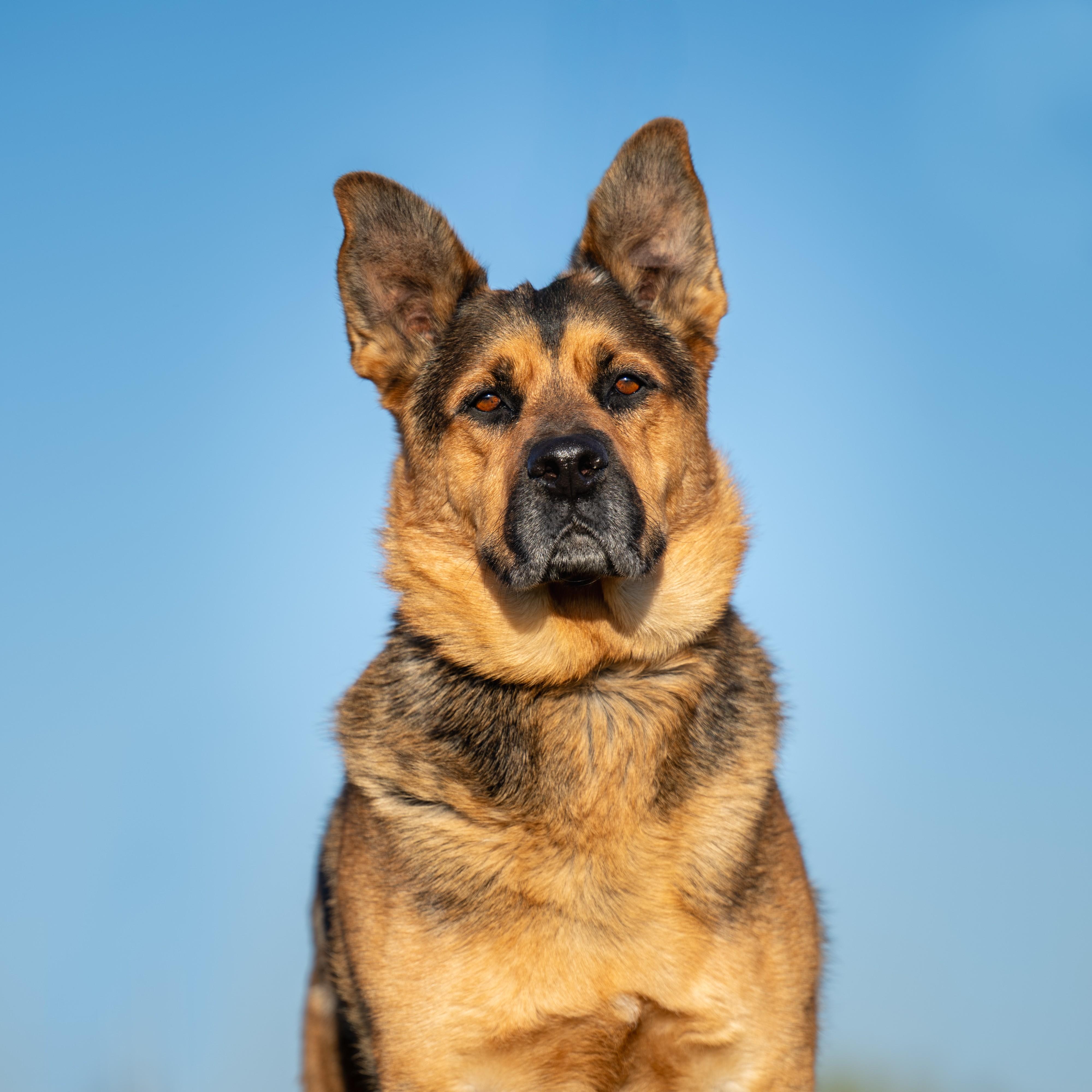 Handsome: RIDGE DOG GRADUATE FROM PRISON FACILITY photo 2