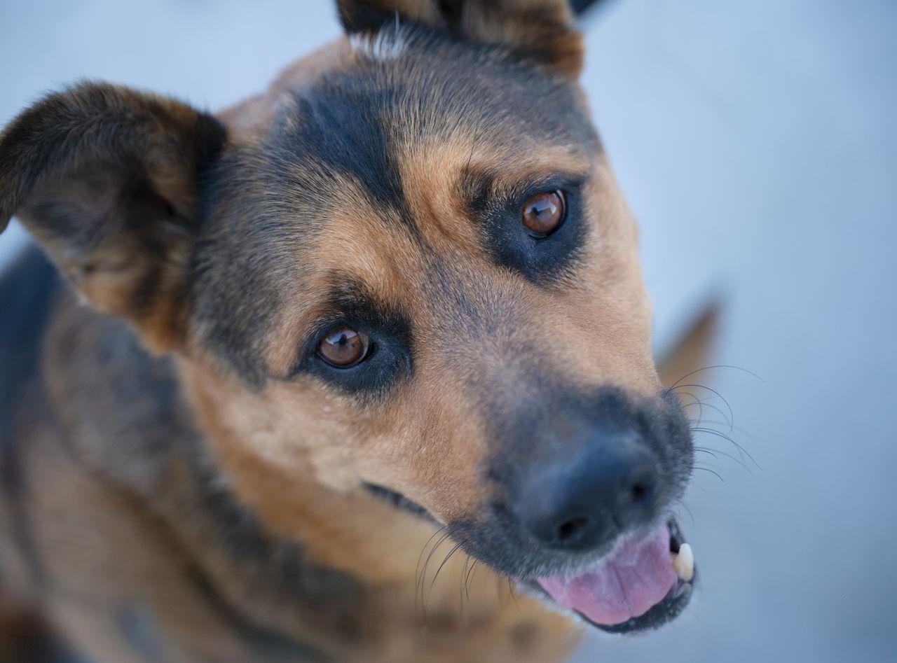 Handsome: RIDGE DOG GRADUATE FROM PRISON FACILITY photo 3