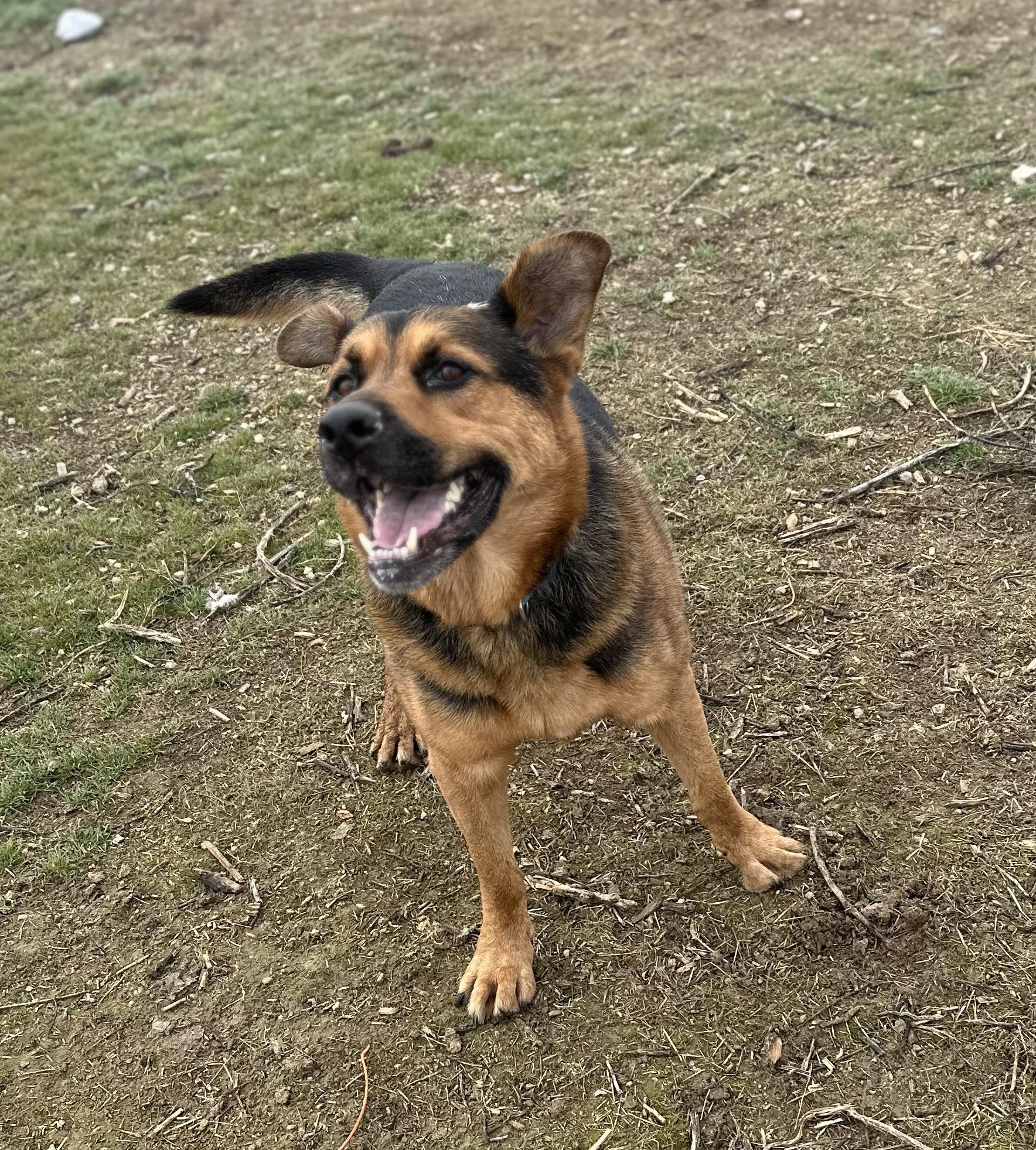 Enlarge Handsome: RIDGE DOG GRADUATE FROM PRISON FACILITY, a Adoptable mixed breed in Othello, WA image 5/6