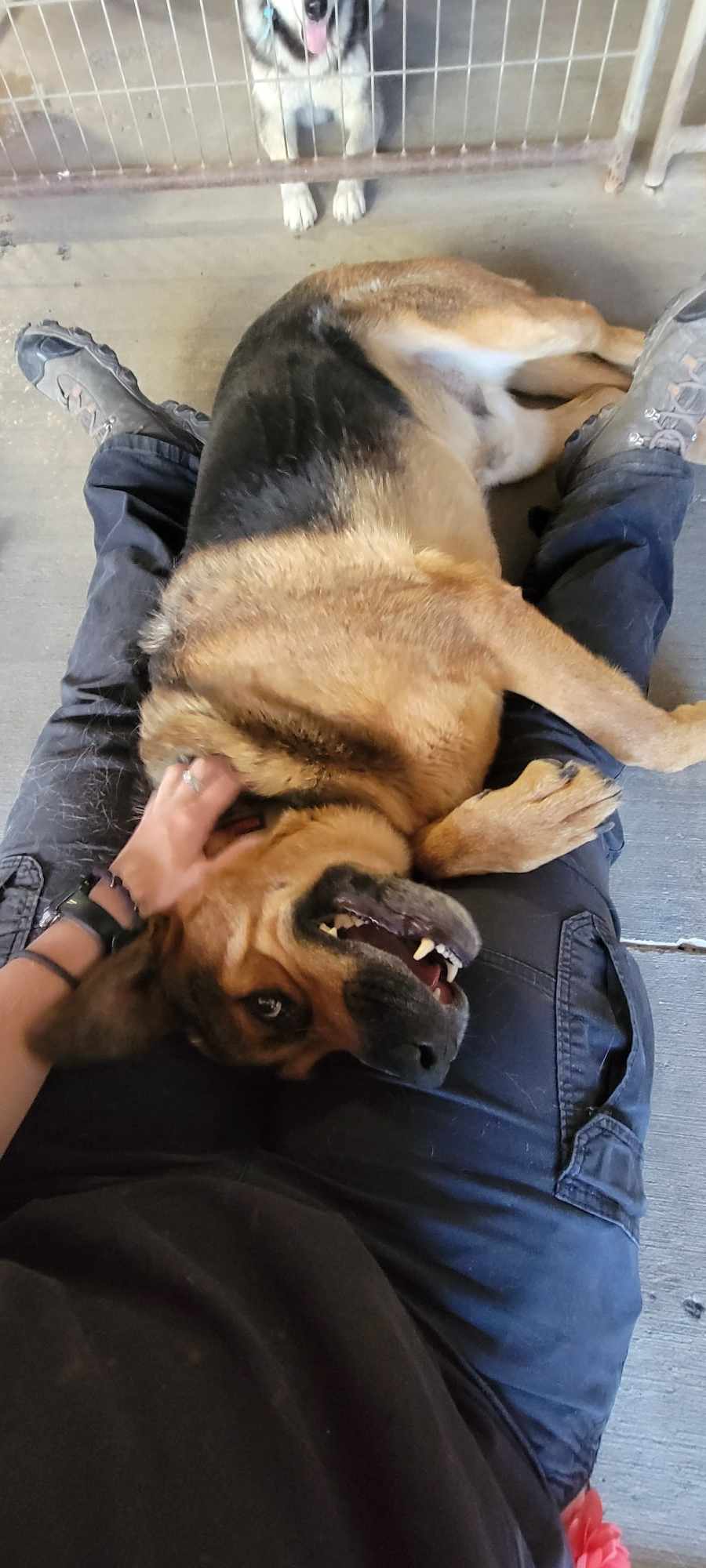 Enlarge Handsome: RIDGE DOG GRADUATE FROM PRISON FACILITY, a Adoptable mixed breed in Othello, WA image 6/6