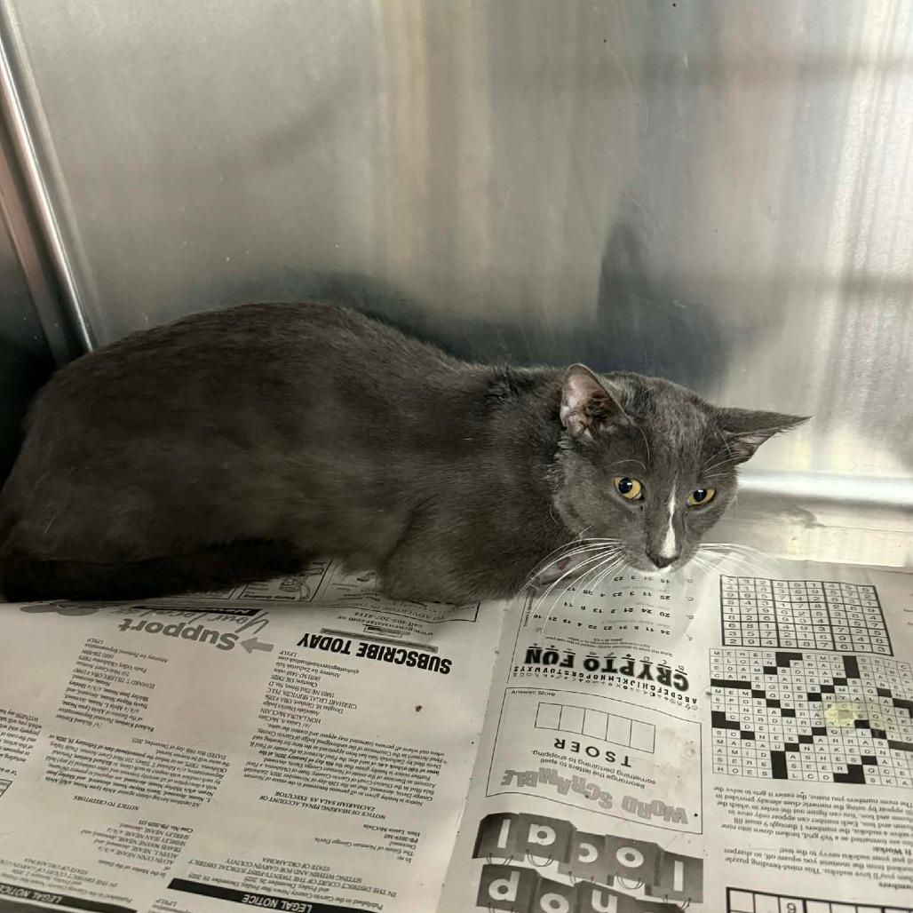 Enlarge Malchemical, a Adoptable Domestic Short Hair in Pauls Valley, OK image 1/1