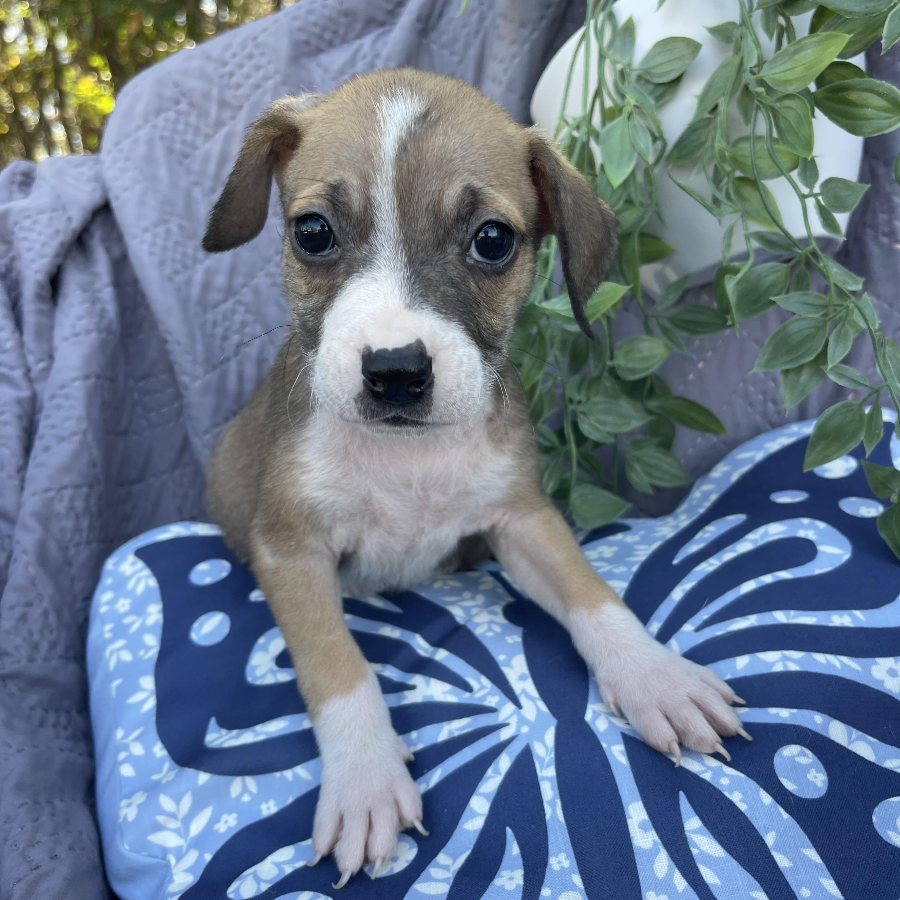 Buttercup thumbnail 2