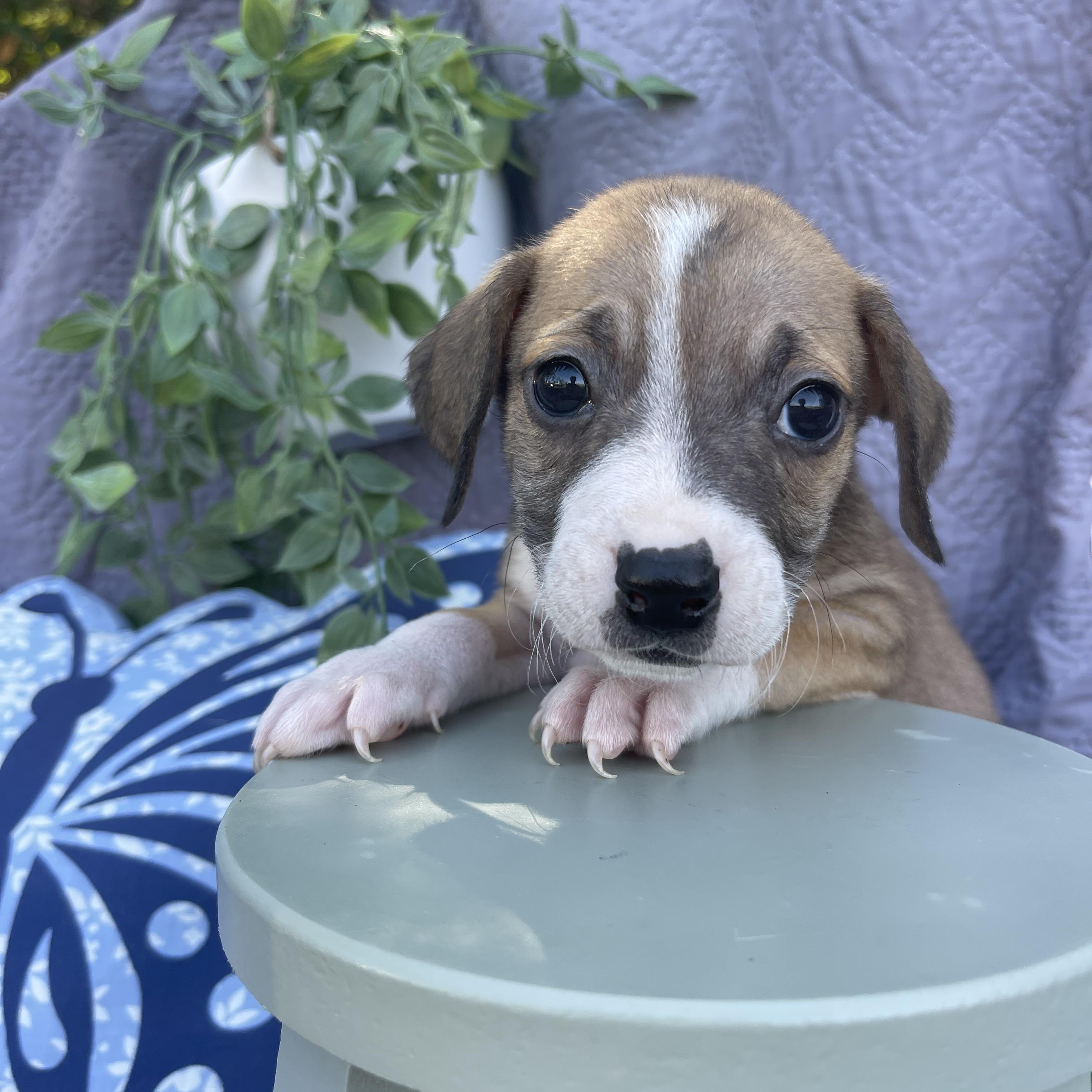 Buttercup thumbnail 5