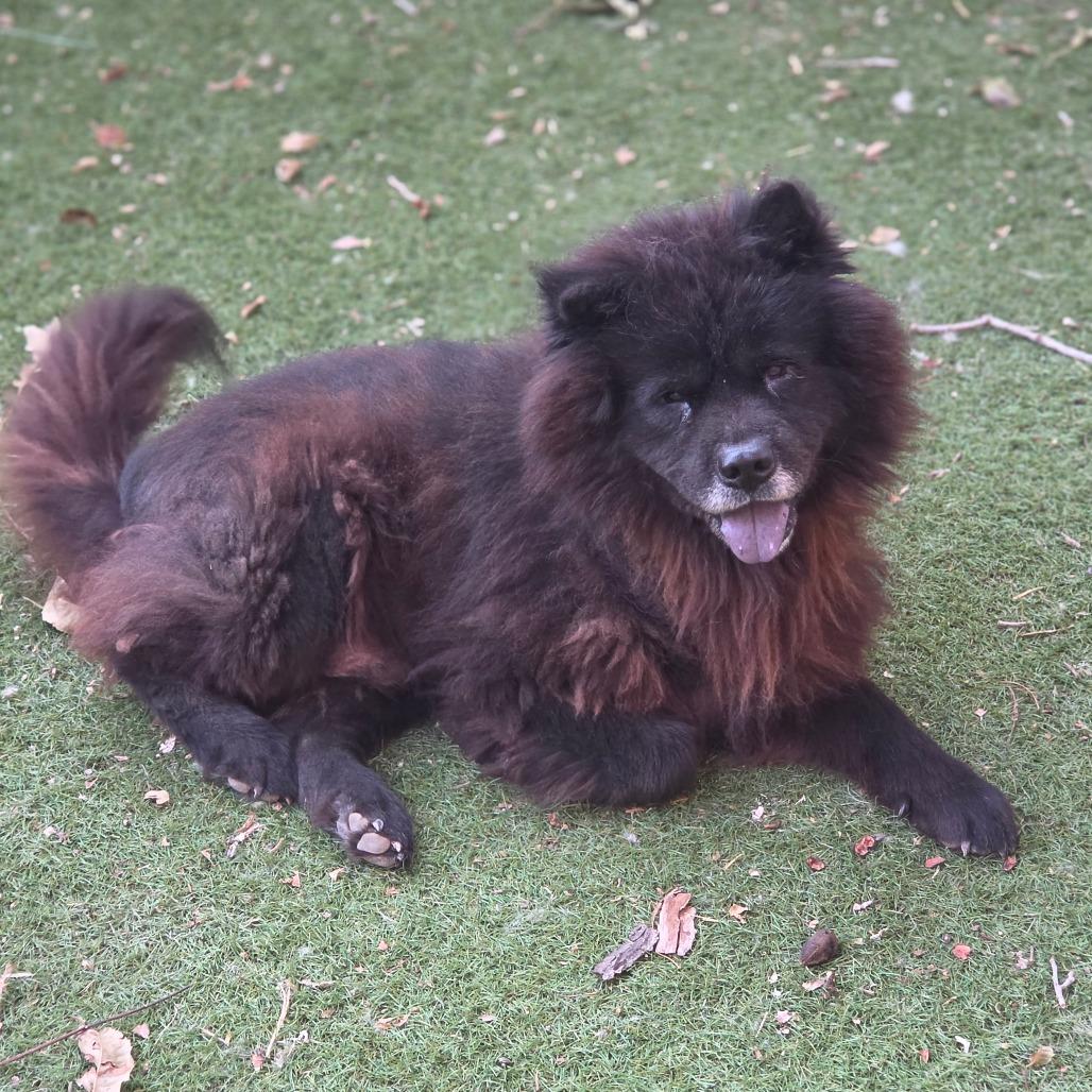 Enlarge Midnight JuM, a Adoptable Chow Chow in Austin, TX image 3/6
