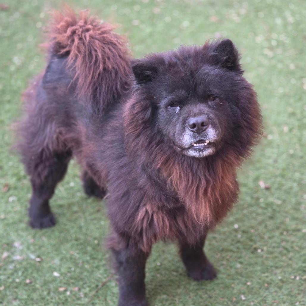 Enlarge Midnight JuM, a Adoptable Chow Chow in Austin, TX image 4/6