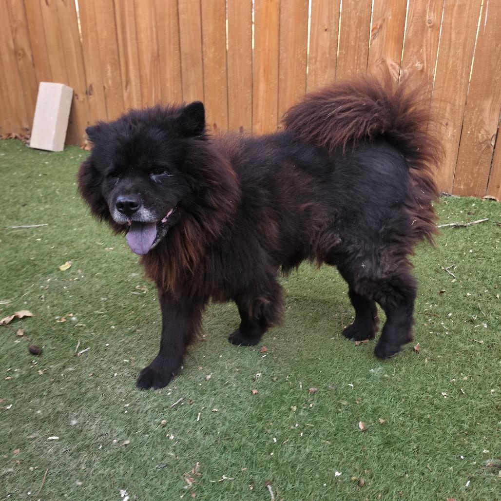 Enlarge Midnight JuM, a Adoptable Chow Chow in Austin, TX image 6/6