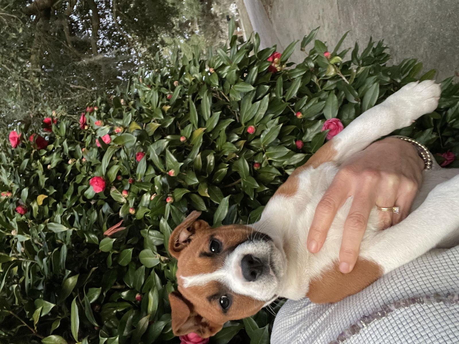 Enlarge River, a Adoptable Mixed Breed in Mobile, AL image 1/2