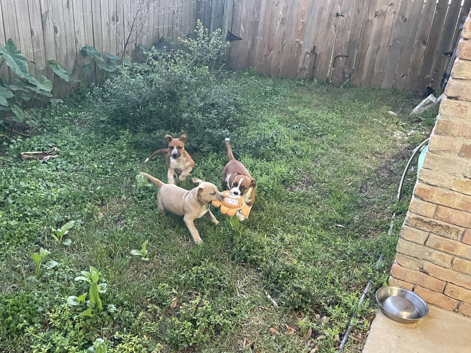 Enlarge River, a Adoptable Mixed Breed in Mobile, AL image 2/2