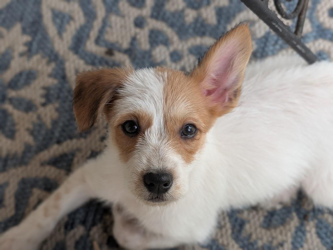 Enlarge Kramer, a Adopted mixed breed in Souderton, PA image 2/5