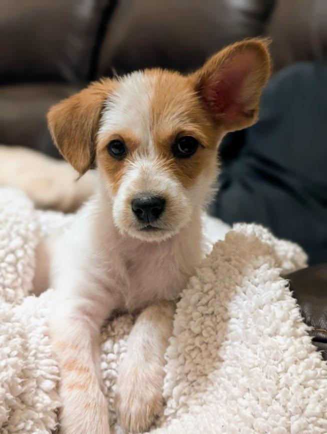 Enlarge Kramer, a Adopted mixed breed in Souderton, PA image 3/5
