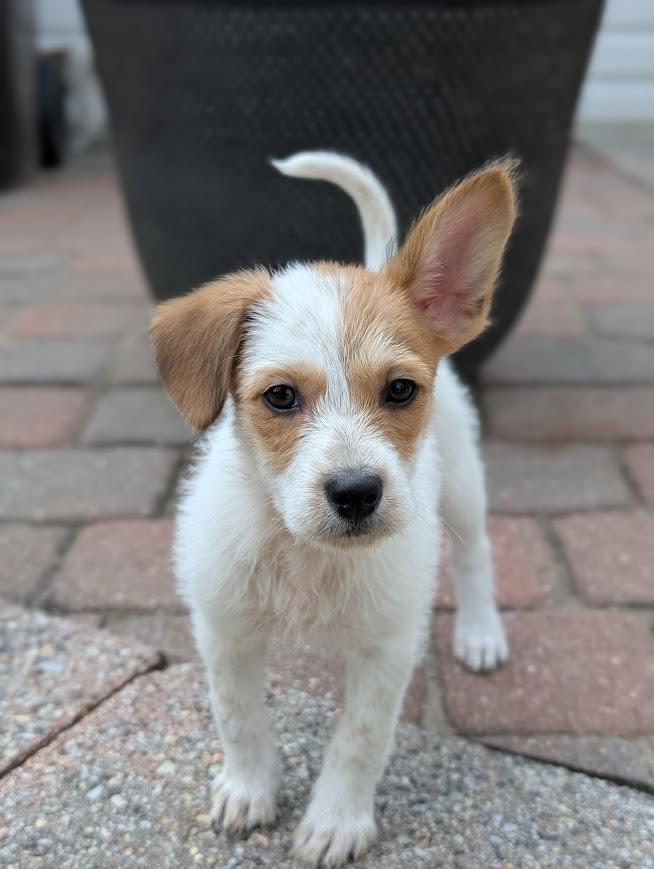 Enlarge Kramer, a Adopted mixed breed in Souderton, PA image 4/5