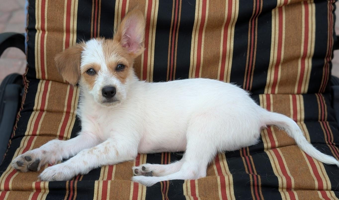 Enlarge Kramer, a Adopted mixed breed in Souderton, PA image 1/5