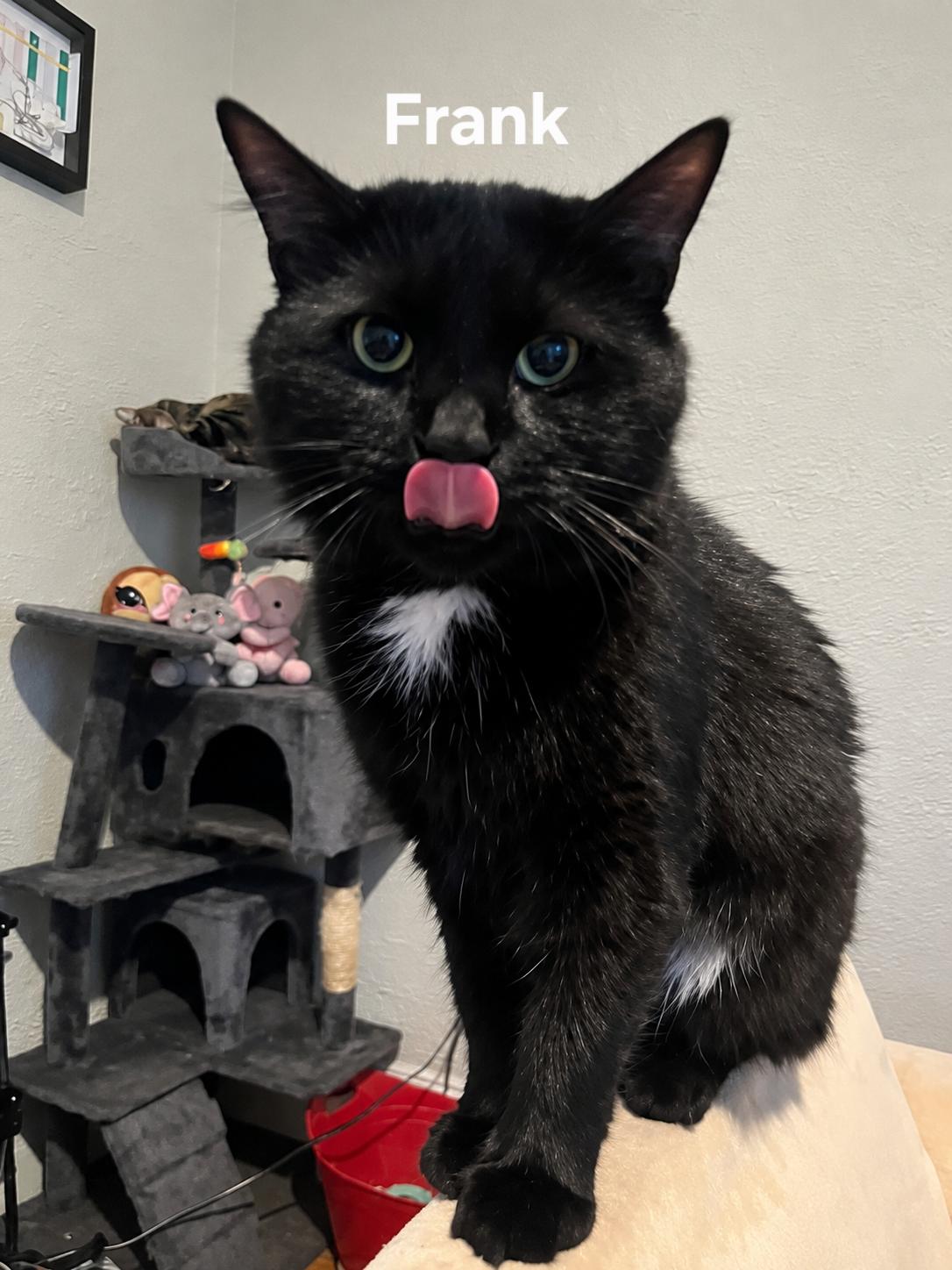 Frank, ADOPTABLE, Adult Male Domestic Long Hair.