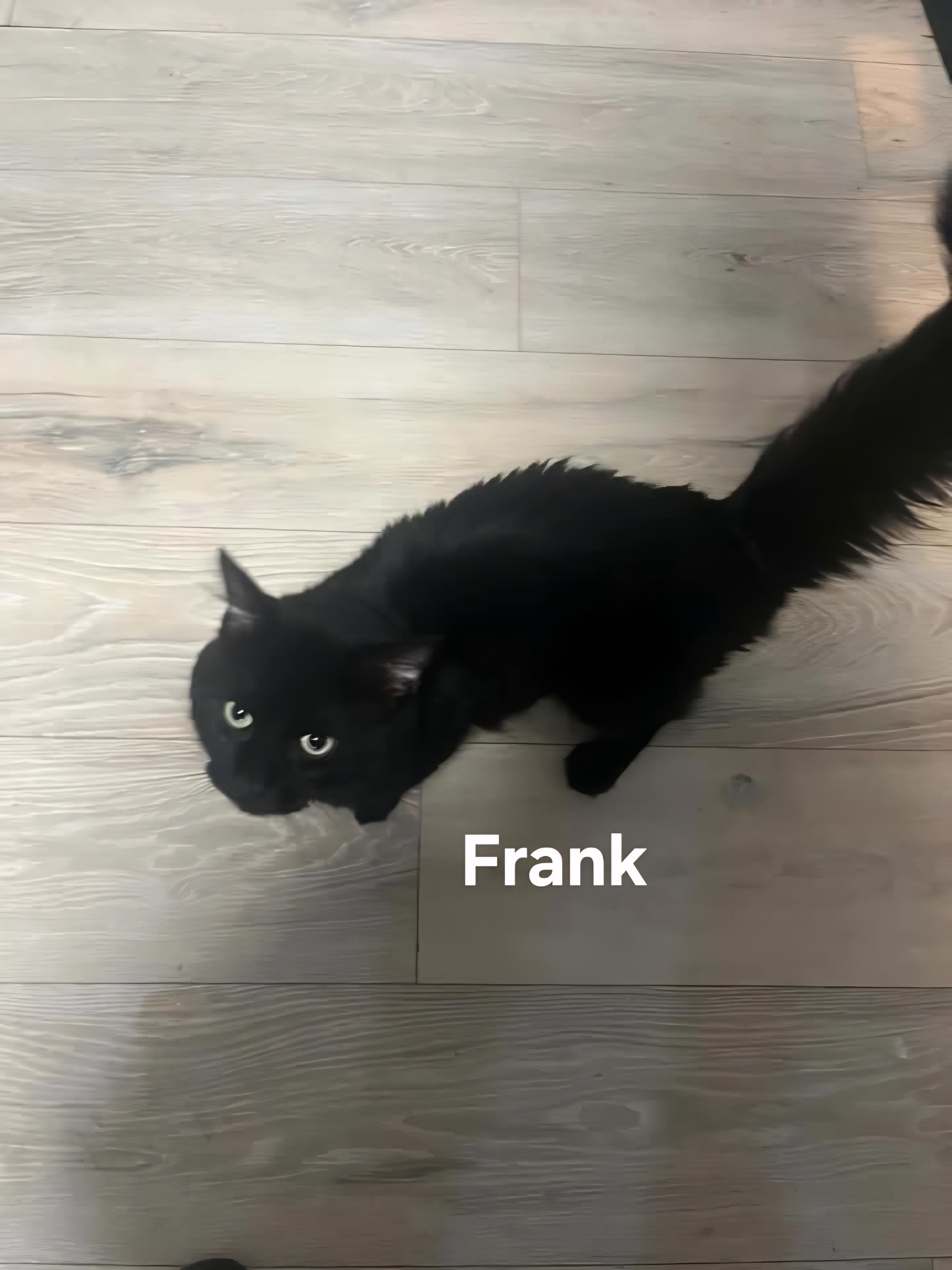 Frank, a ADOPTABLE Domestic Long Hair in Chicopee, MA image 2/2