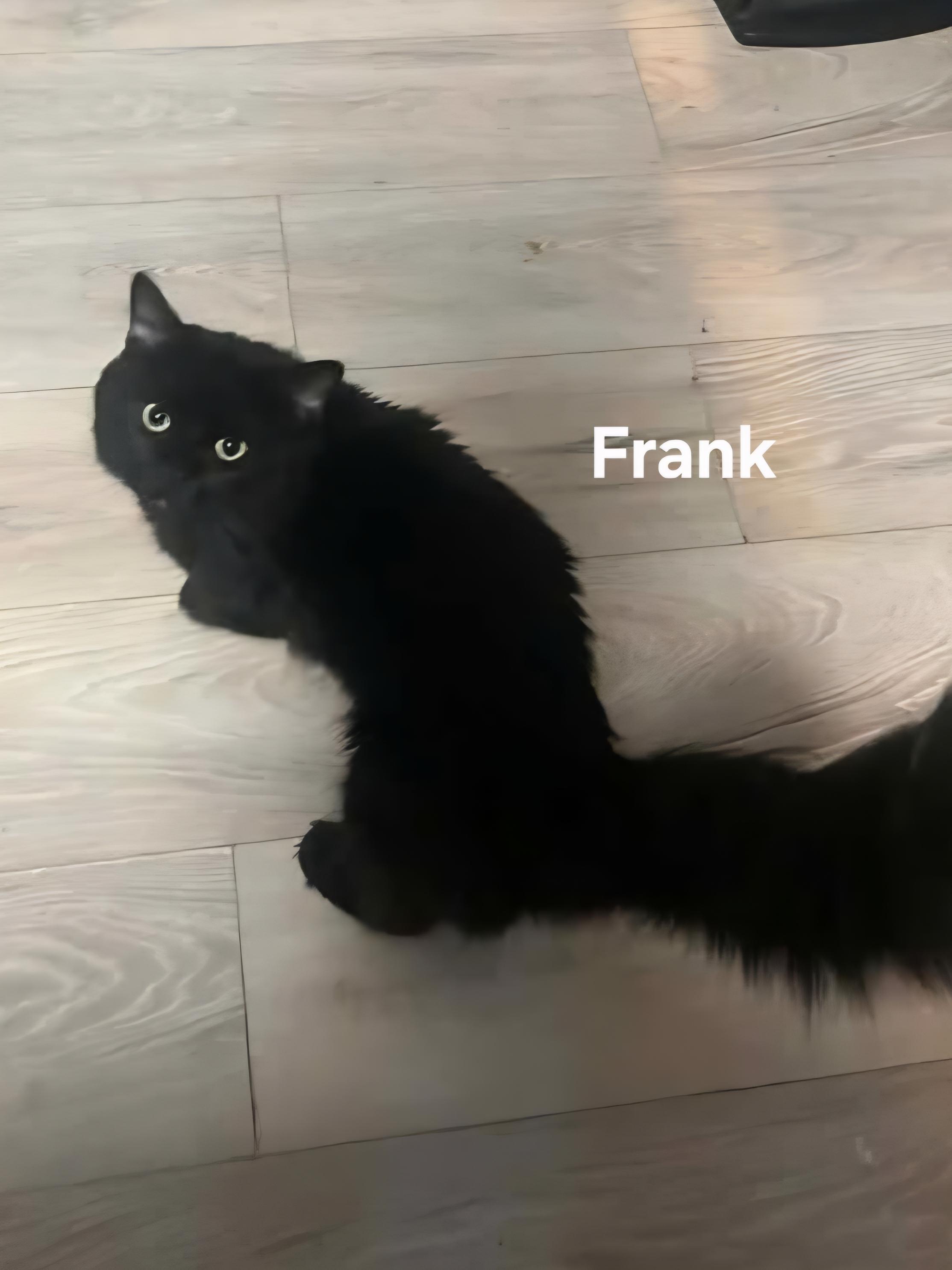 Frank, ADOPTABLE, Senior Male Domestic Long Hair.