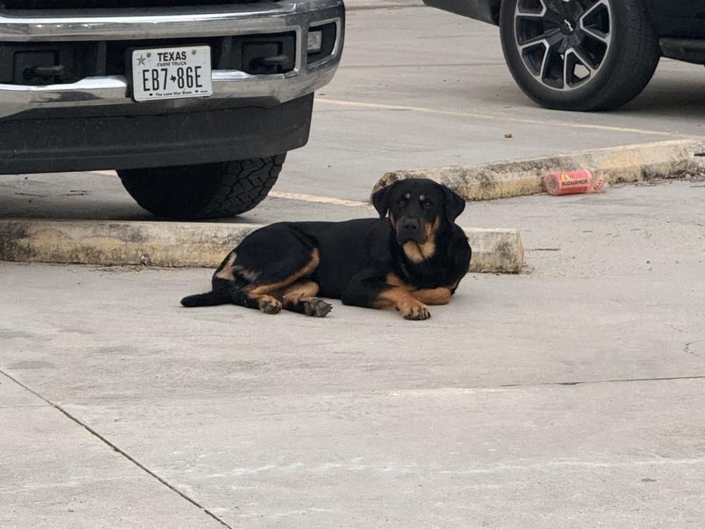 Pokey, Adoptable, Adult Male Mixed Breed & Rottweiler.