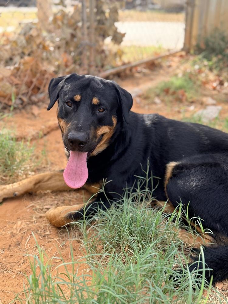 Enlarge Pokey, a Adoptable mixed breed in Brookshire, TX image 2/3