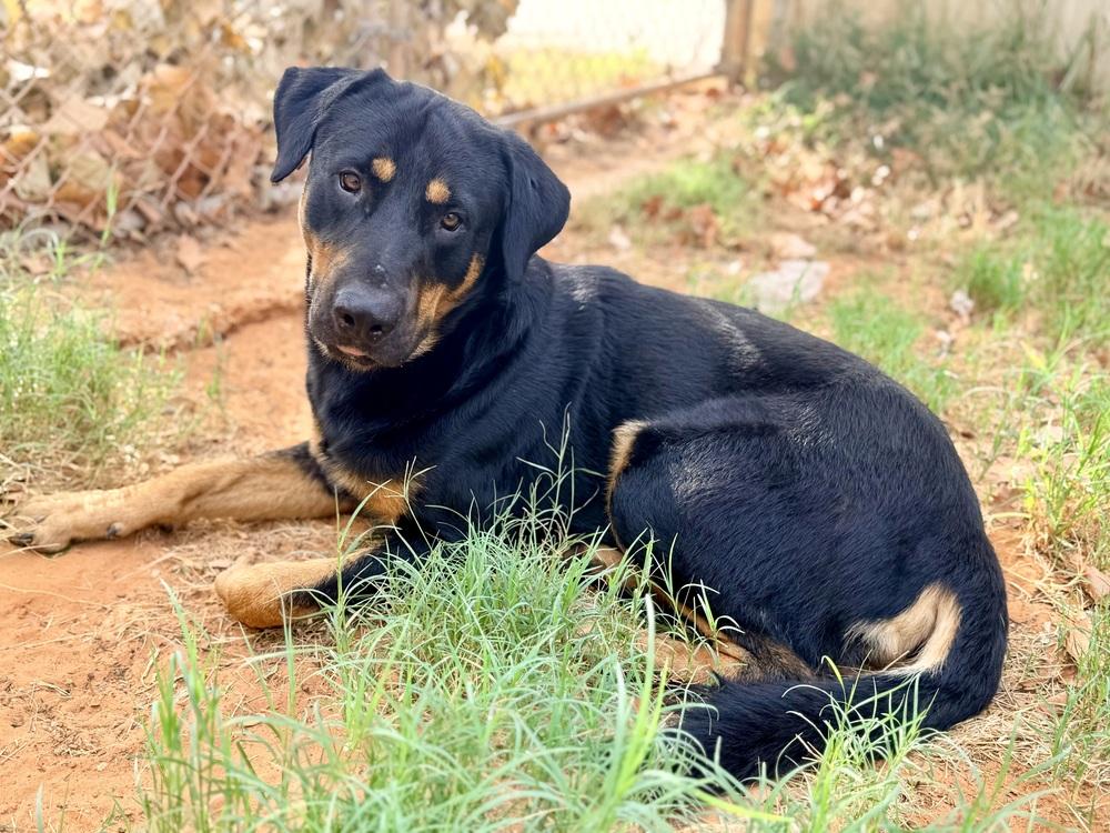 Enlarge Pokey, a Adoptable mixed breed in Brookshire, TX image 3/3