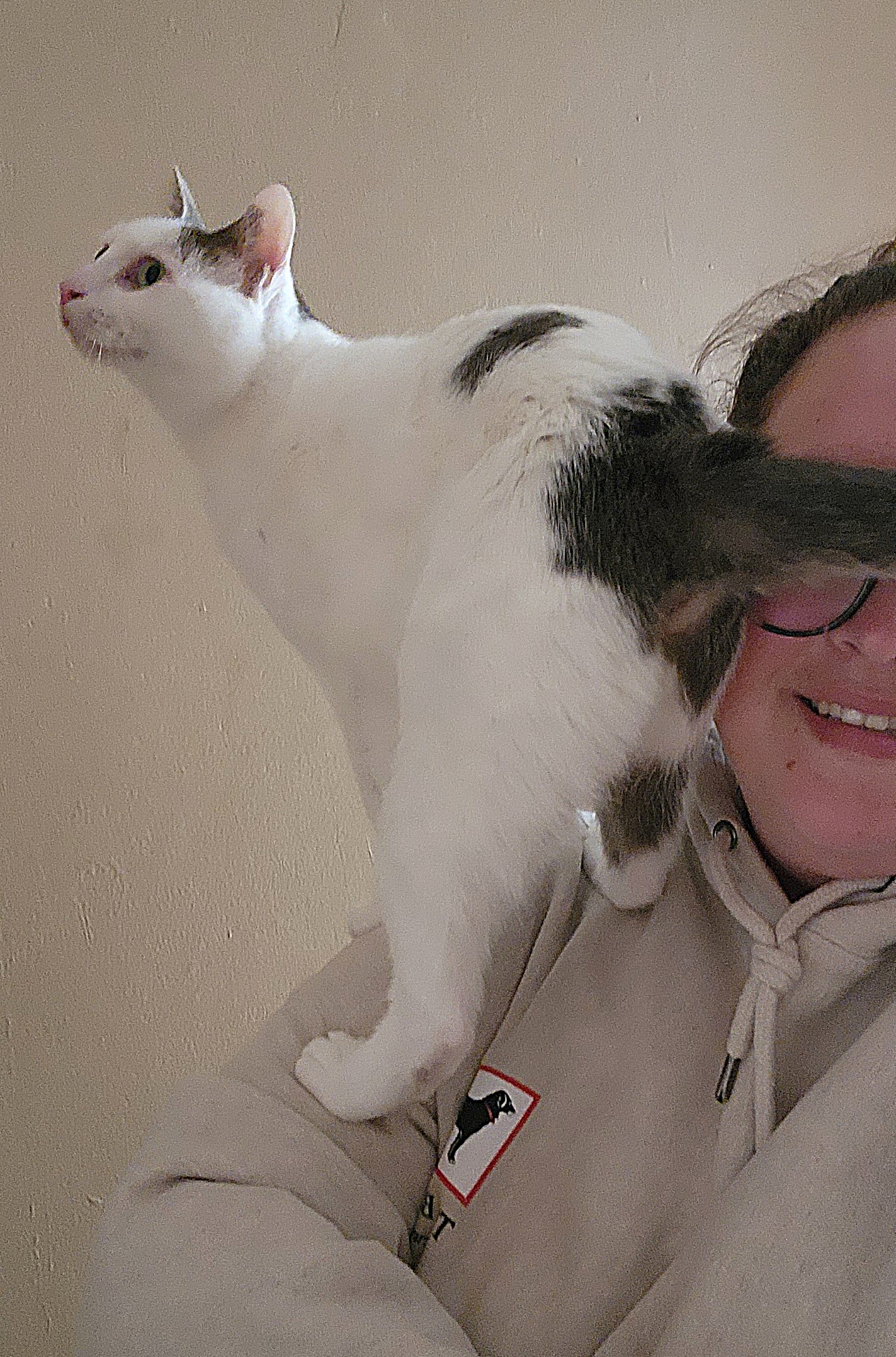 PRINCE HARRY, a Adoptable Domestic Short Hair in Saddle River, NJ image 5/5