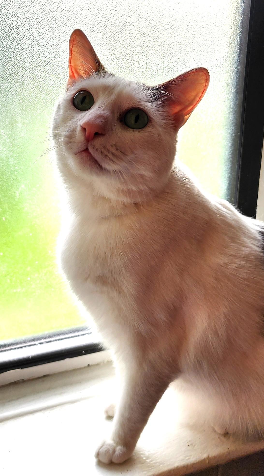 PRINCE HARRY, a Adoptable Domestic Short Hair in Saddle River, NJ image 3/5