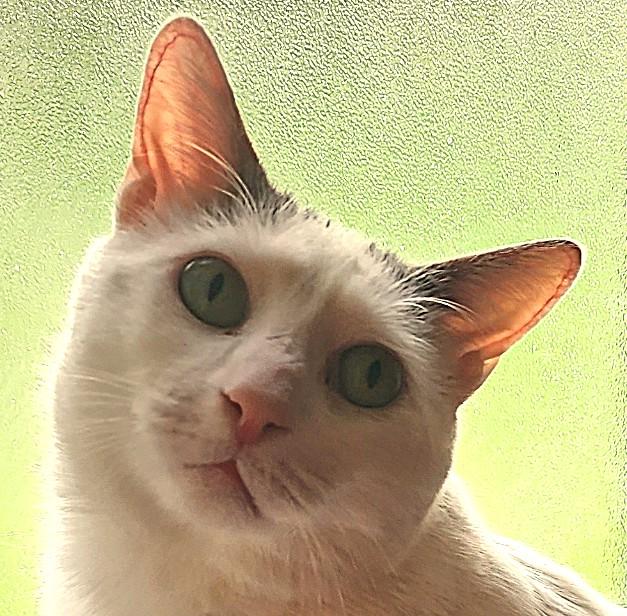 PRINCE HARRY, a Adoptable Domestic Short Hair in Saddle River, NJ image 1/5