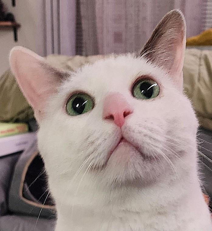 HENNY!, Adoptable, Adult Male Domestic Short Hair.