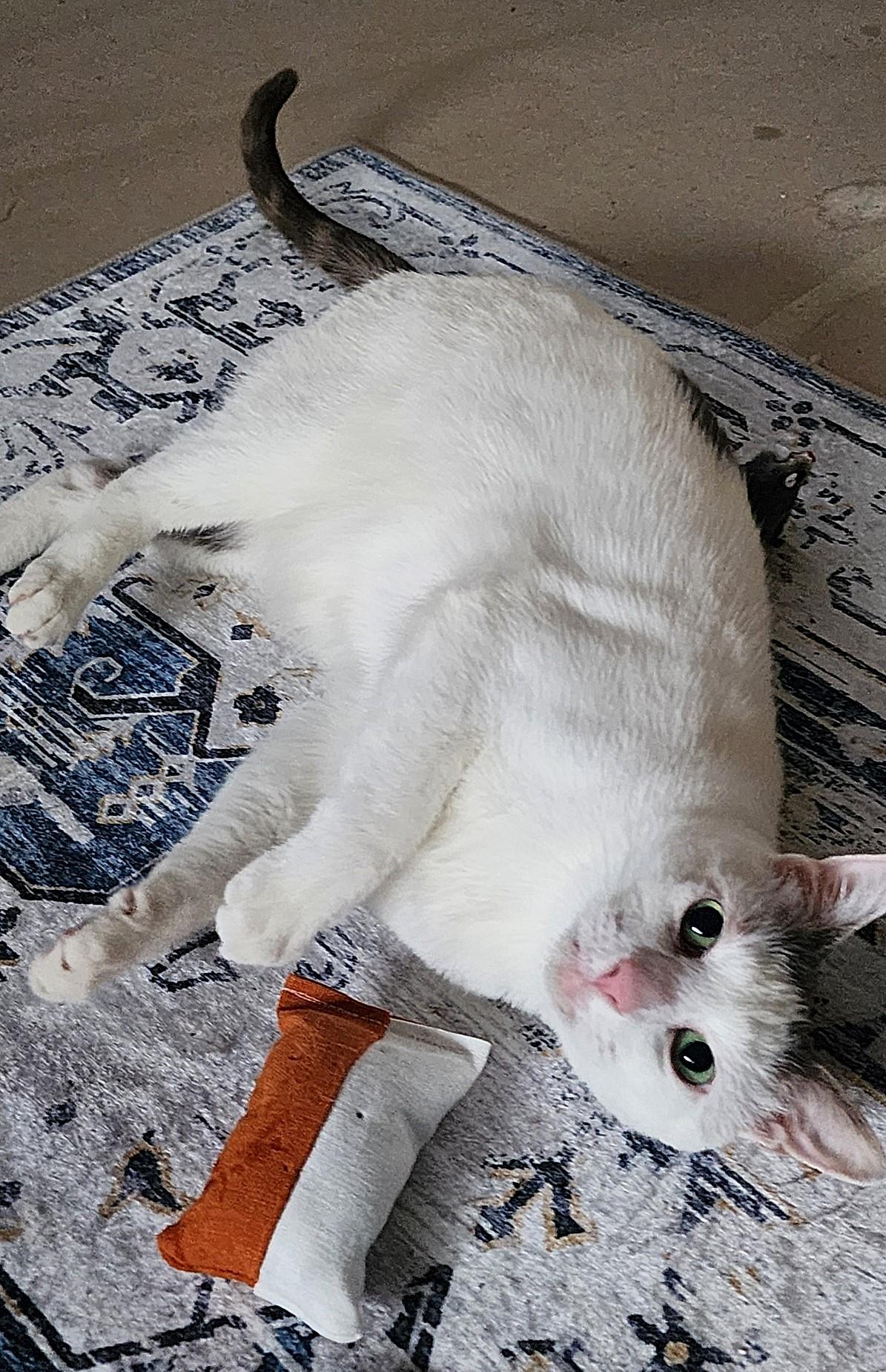 PRINCE HARRY, a Adoptable Domestic Short Hair in Saddle River, NJ image 2/5