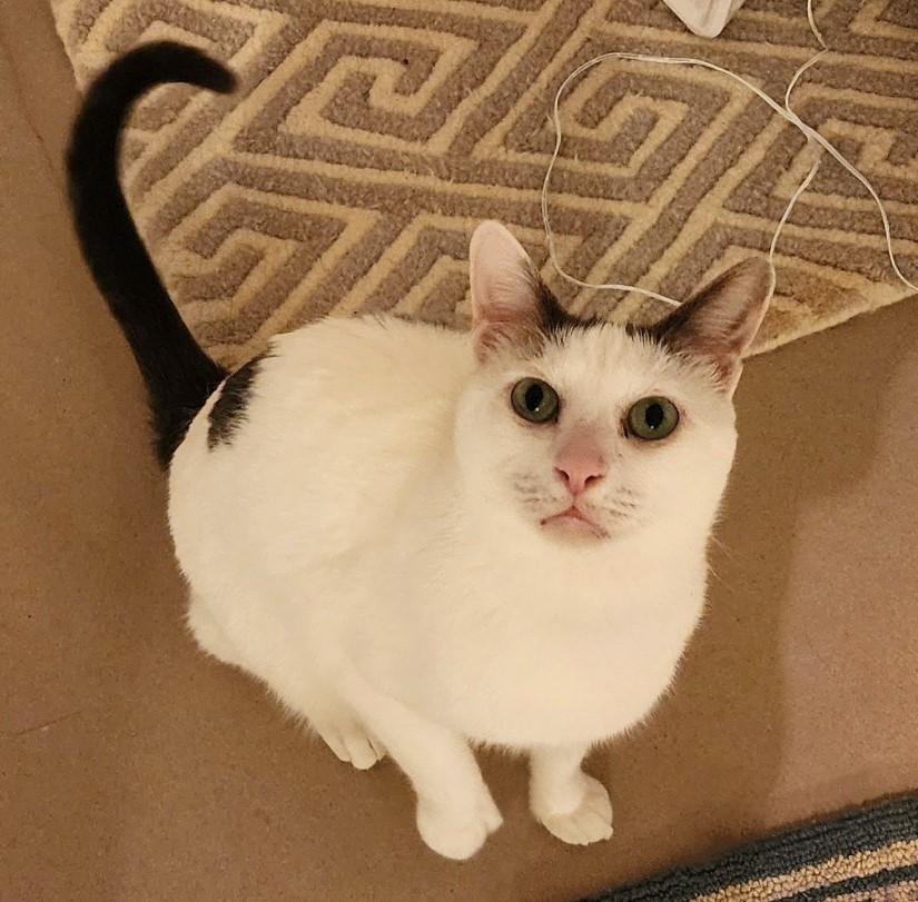 PRINCE HARRY, a Adoptable Domestic Short Hair in Saddle River, NJ image 4/5