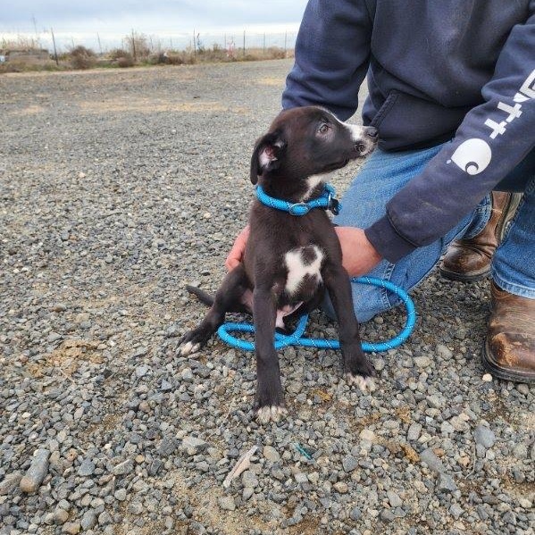 Dart, adopted, Puppy Male Black Labrador Retriever.