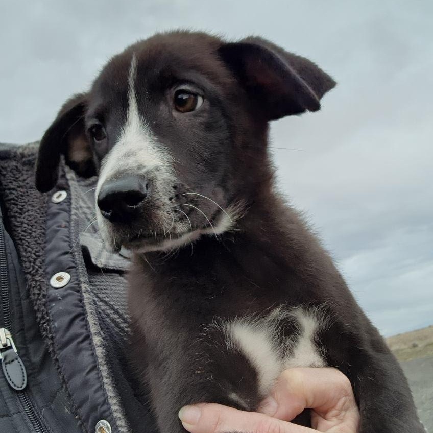 Enlarge Dart, an adopted mixed breed in Spokane, WA image 4/6