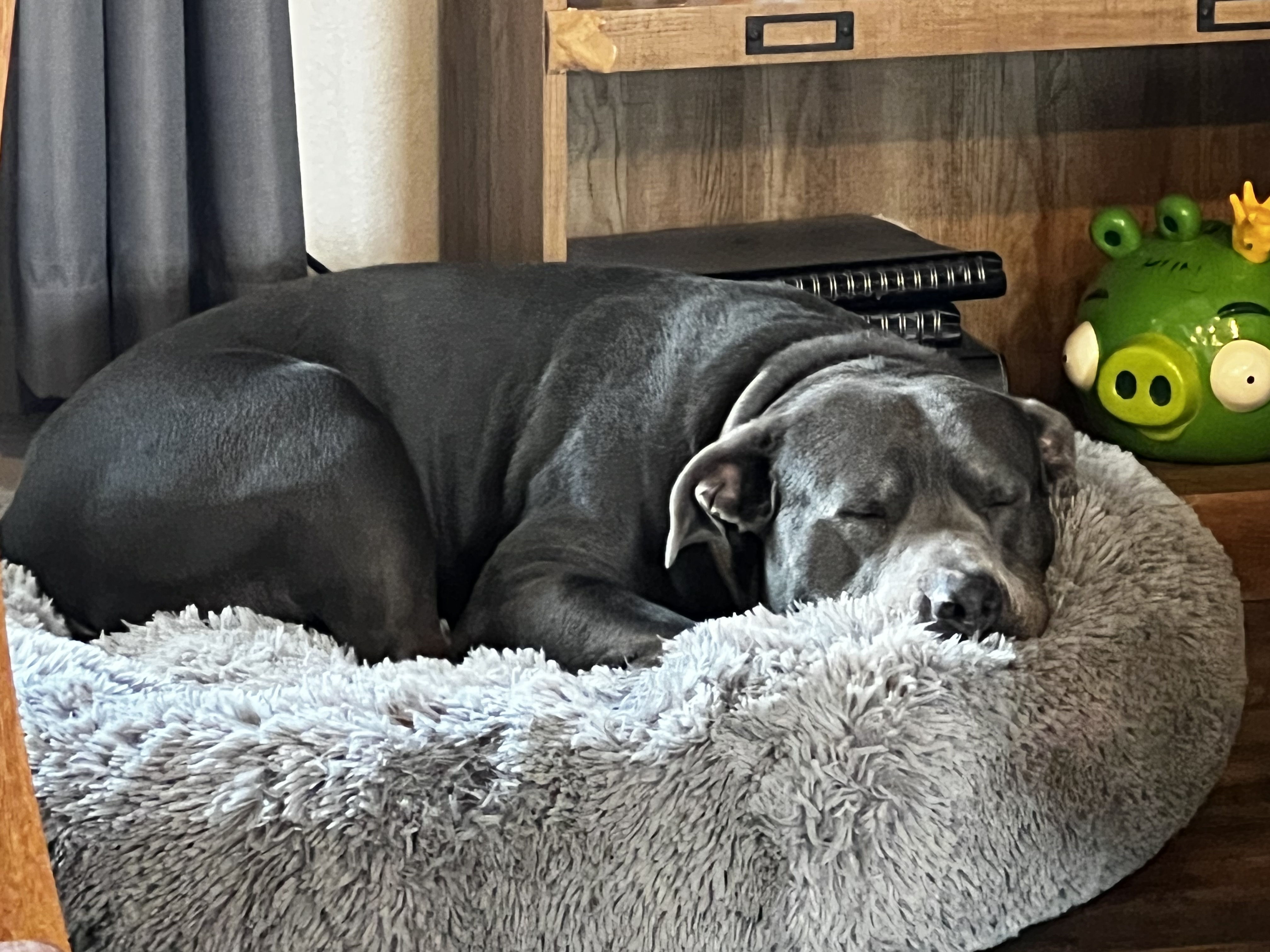 Enlarge Bubba, a Adoptable Pit Bull Terrier in Shallowater, TX image 4/5