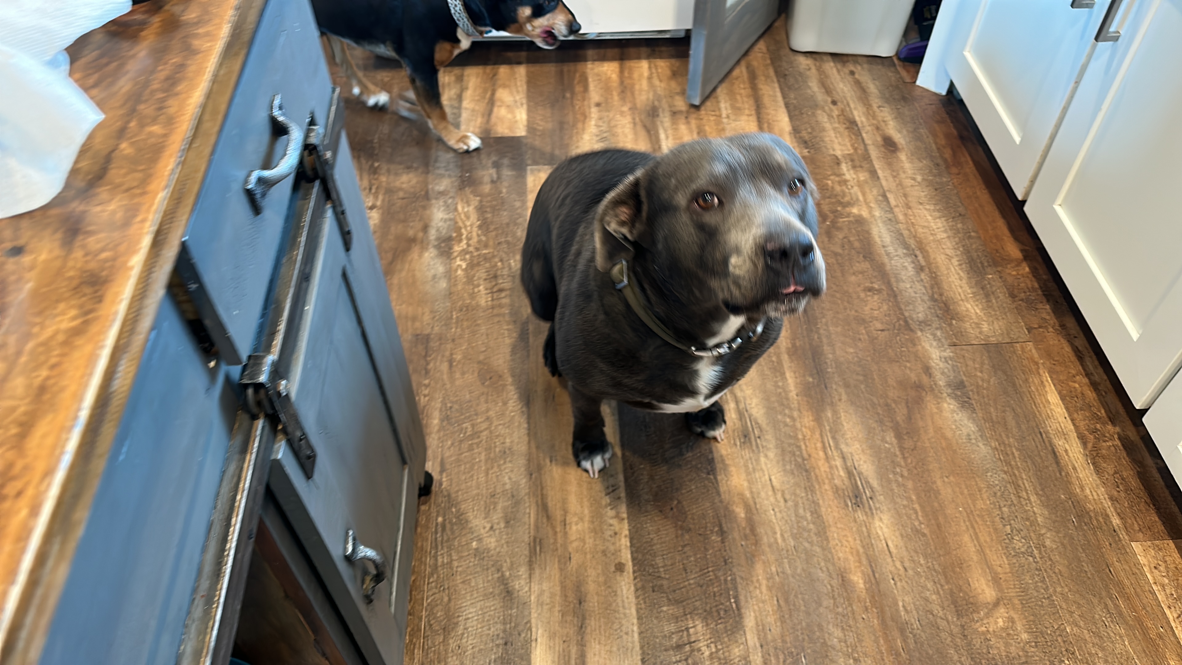 Enlarge Bubba, a Adoptable Pit Bull Terrier in Shallowater, TX image 5/5