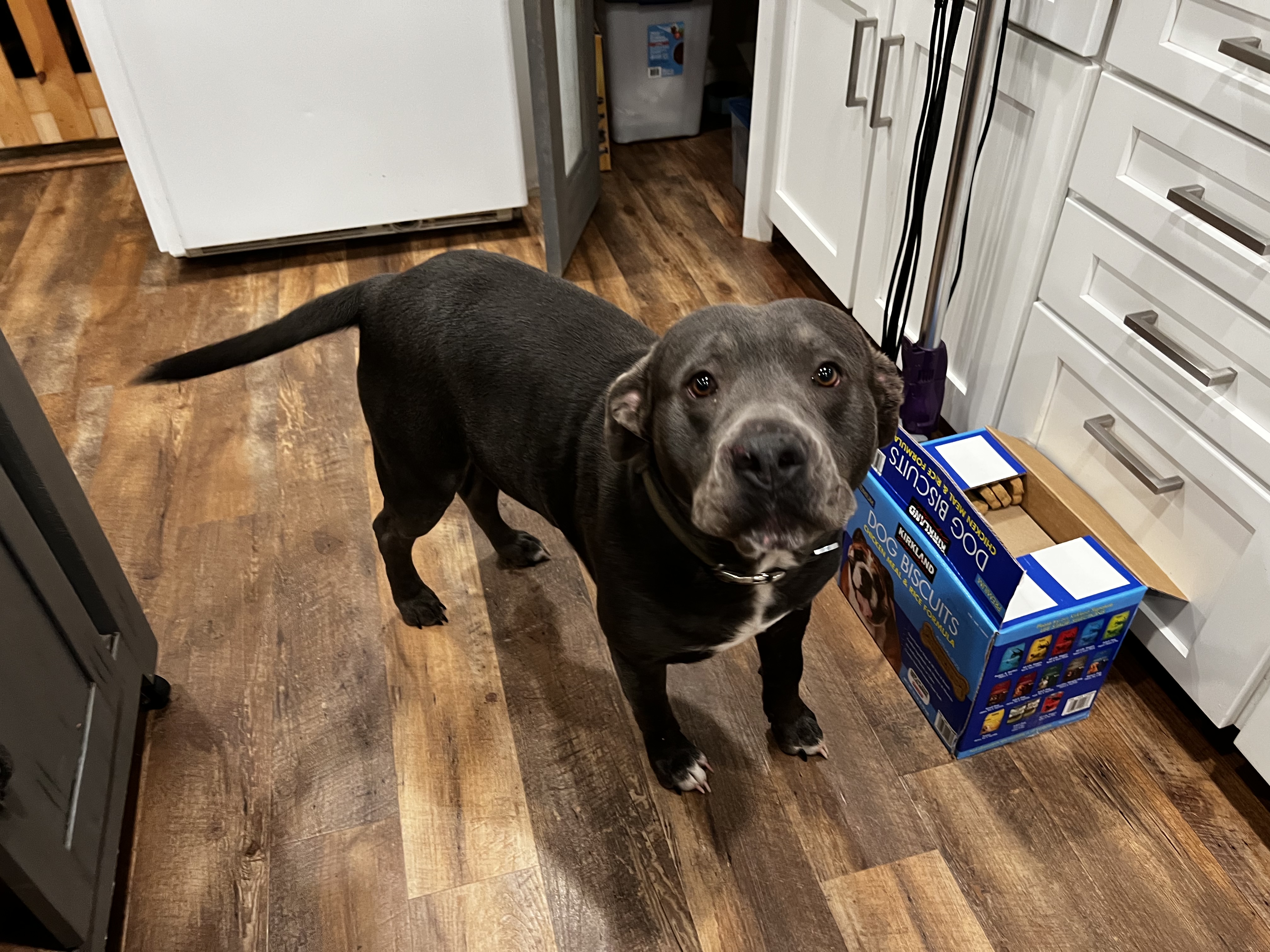 Bubba, Adoptable, Adult Male Pit Bull Terrier.