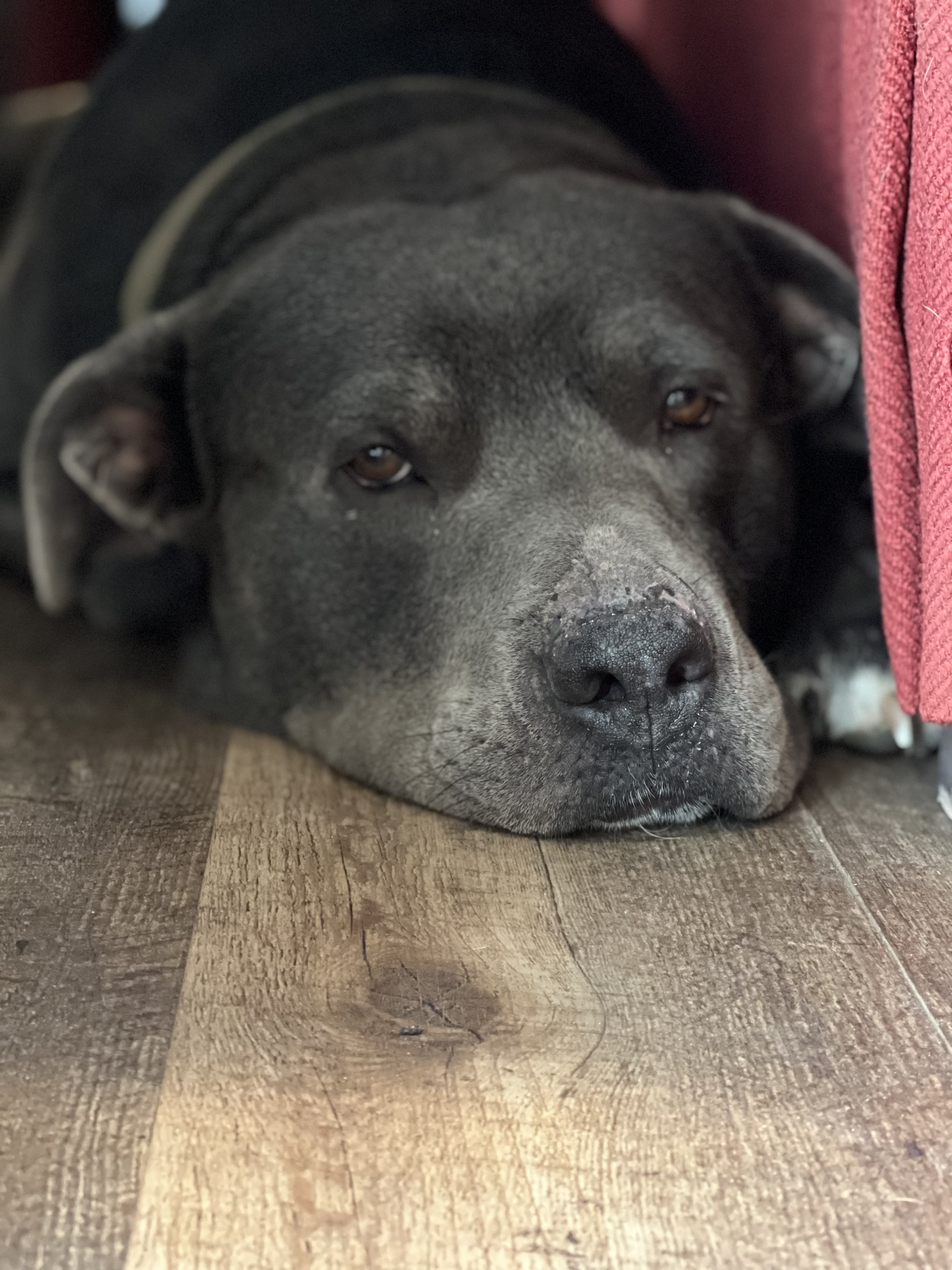 Enlarge Bubba, a Adoptable Pit Bull Terrier in Shallowater, TX image 2/5