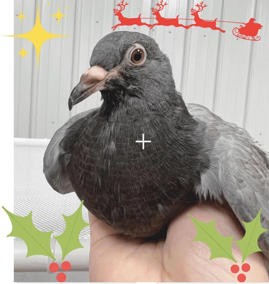 Enlarge Rudolph, a Adoptable Pigeon in Chicago, IL image 1/1