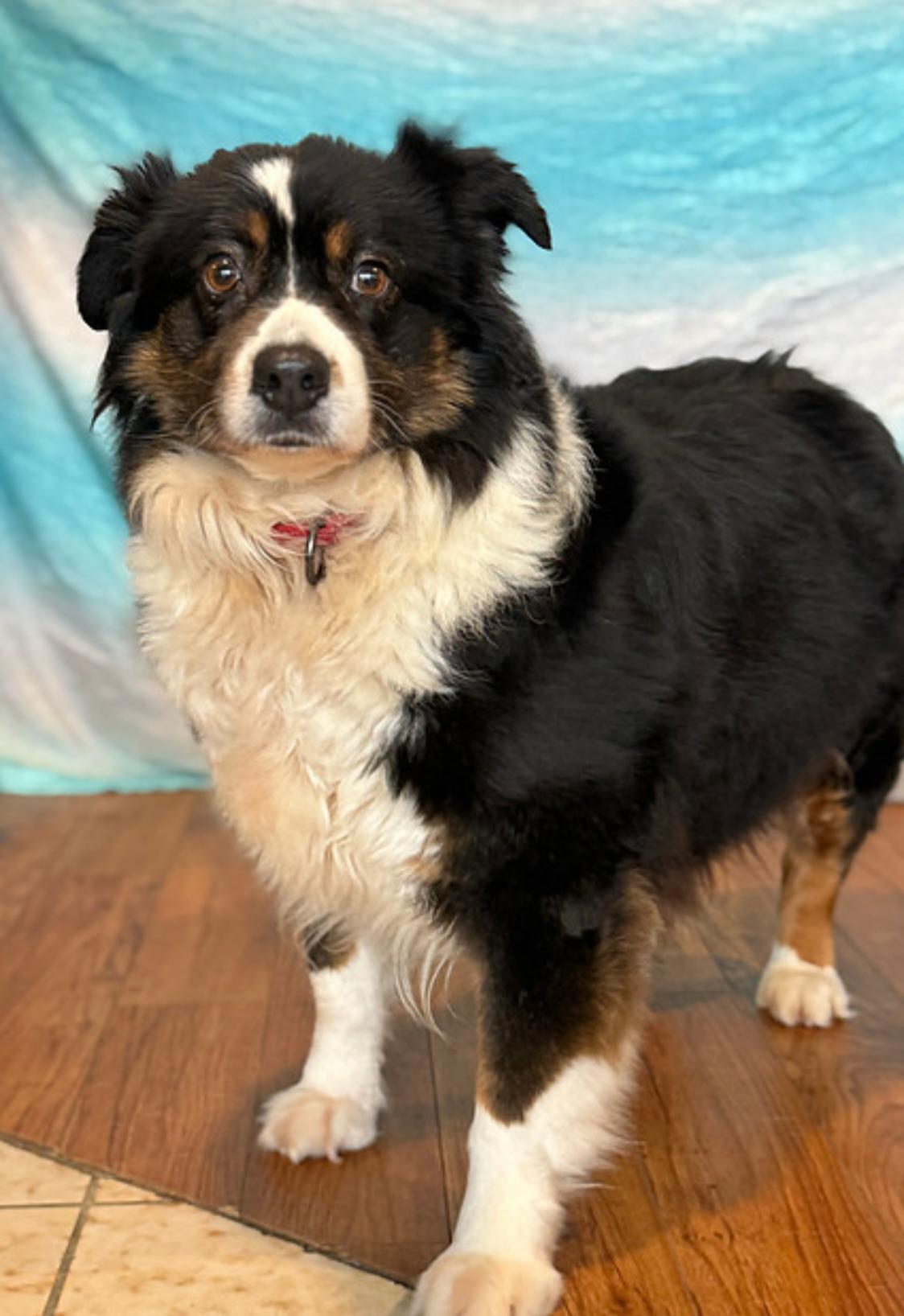 Enlarge Sophia, a Adopted Australian Shepherd in Knoxville, TN image 1/1