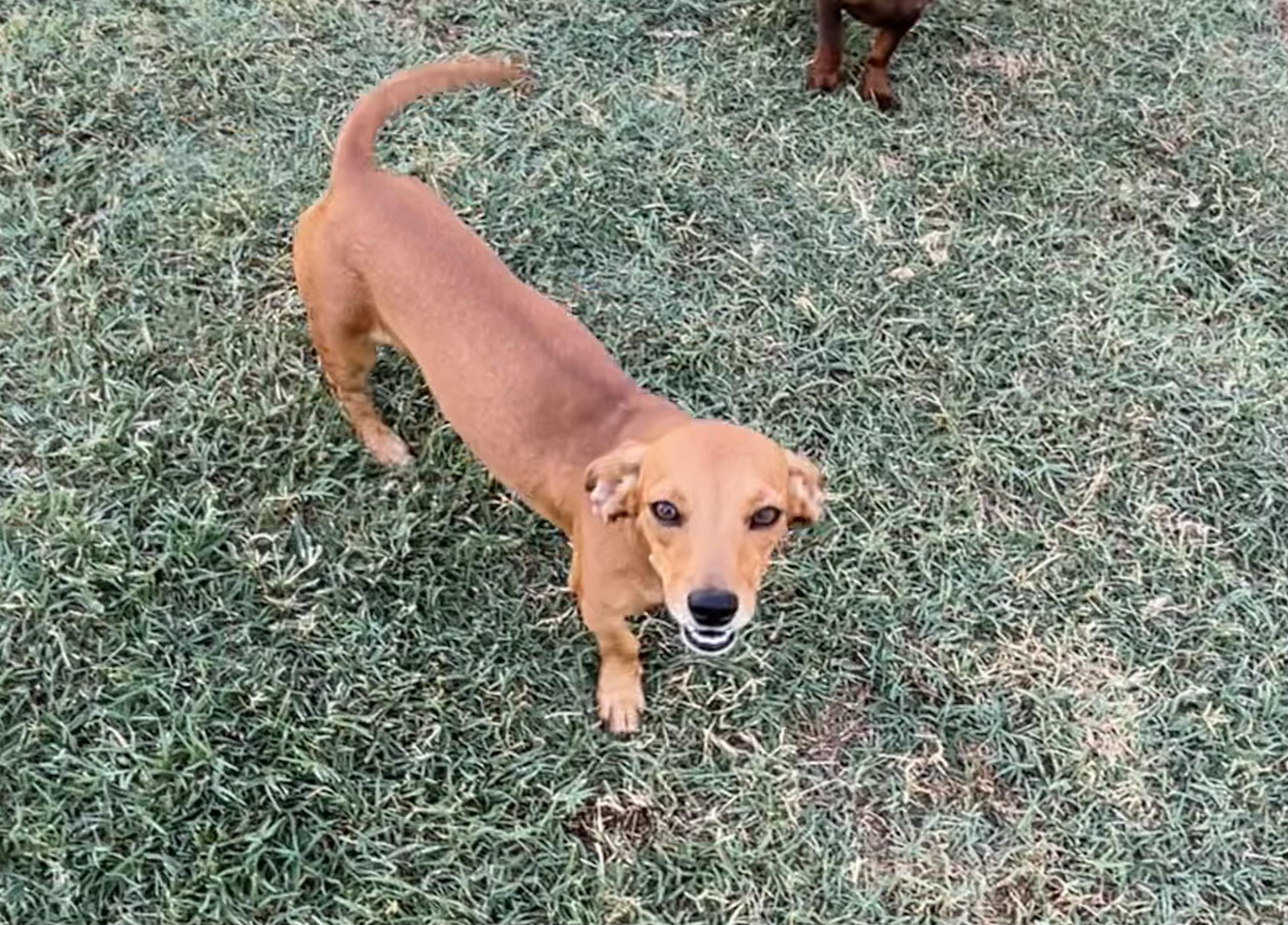 Rose, Adoptable, Young Female Chiweenie.