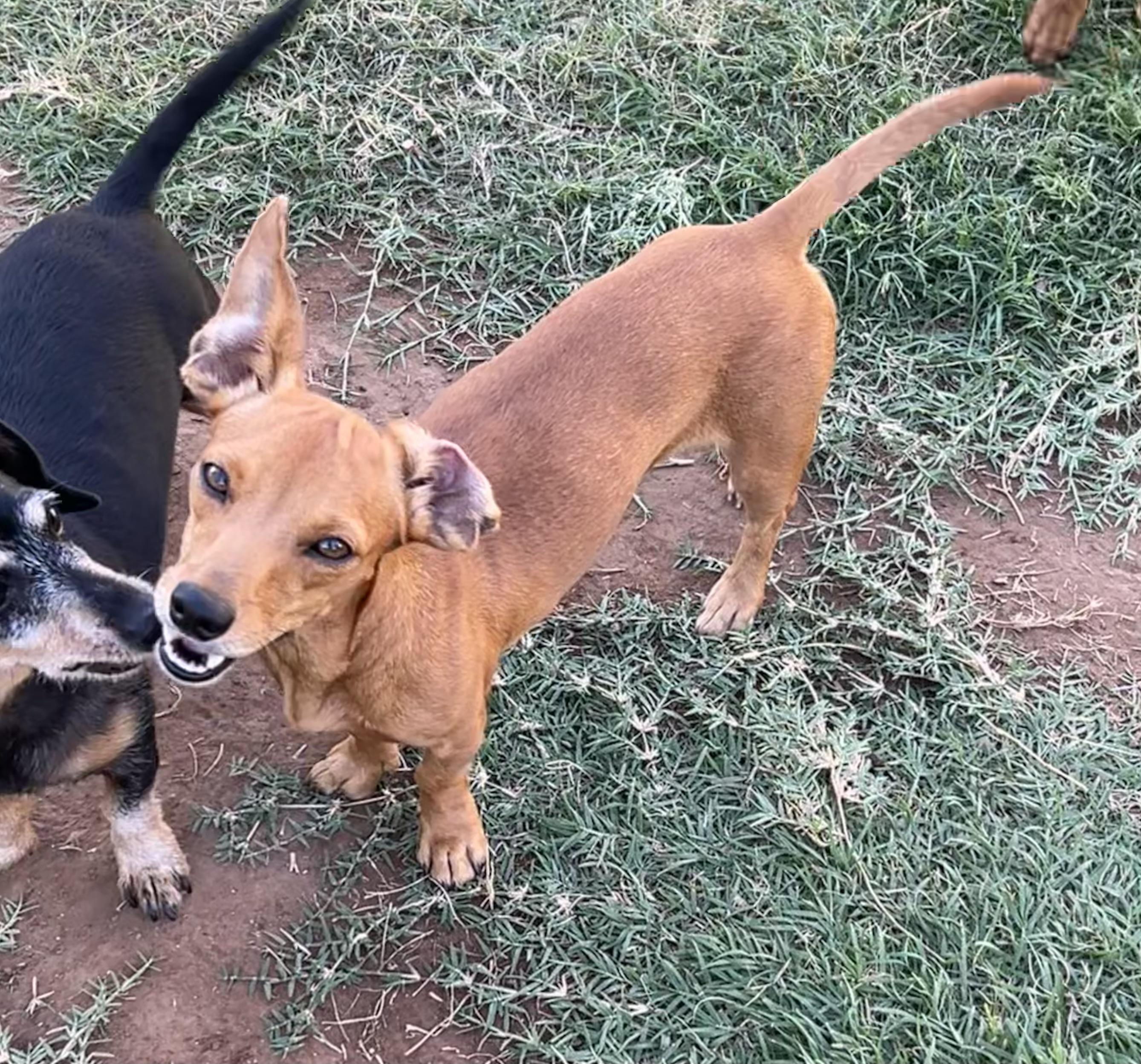 Enlarge Rose, a Adoptable mixed breed in Chickasha, OK image 2/3