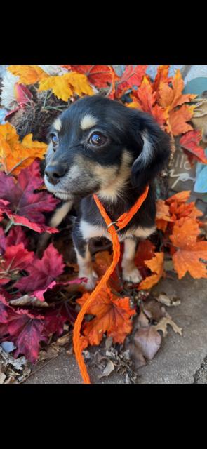 Enlarge Veronica, a ADOPTABLE mixed breed in Cushing, OK image 4/4